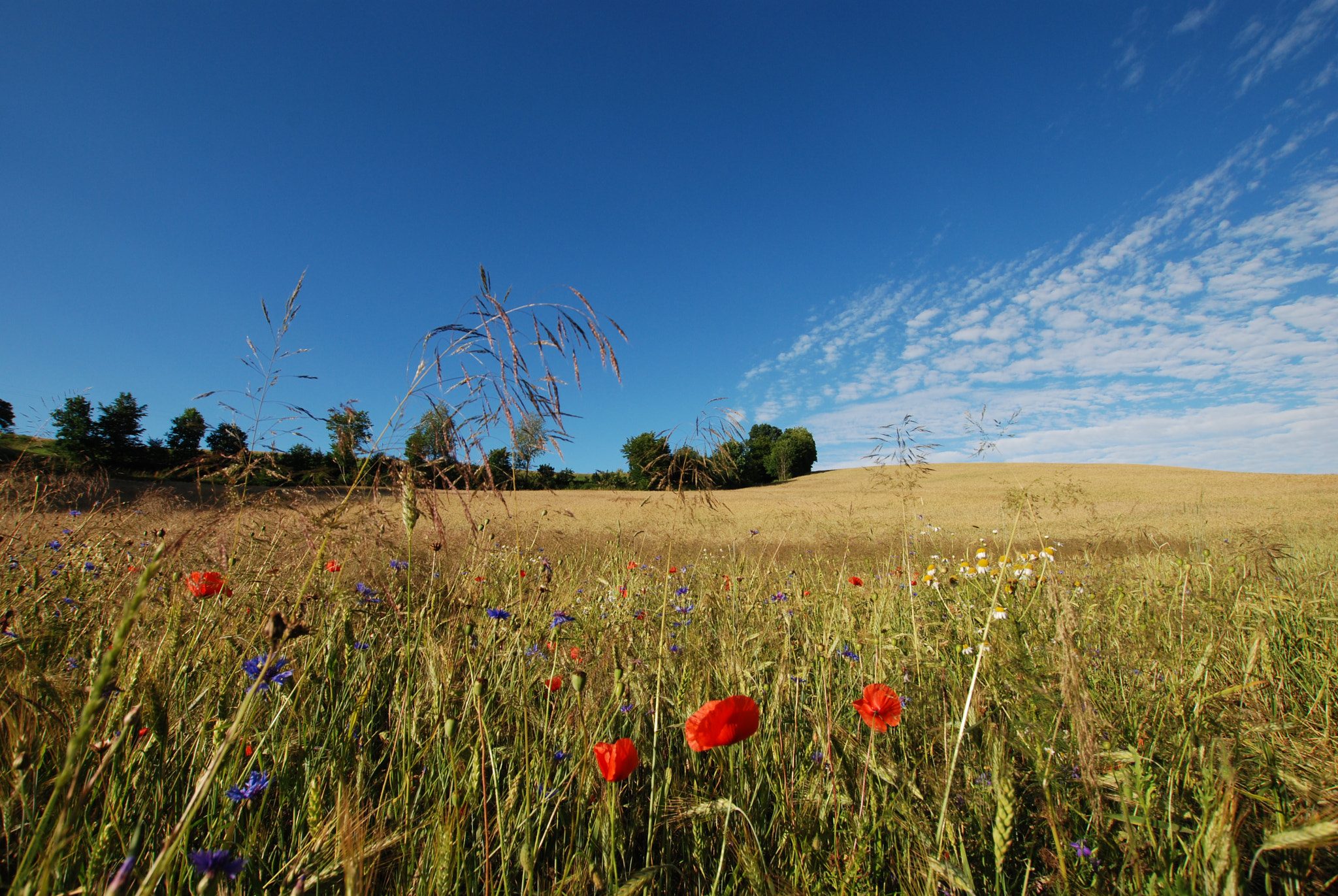 Nikon D80 sample photo. Wildflowers in a meadow. photography