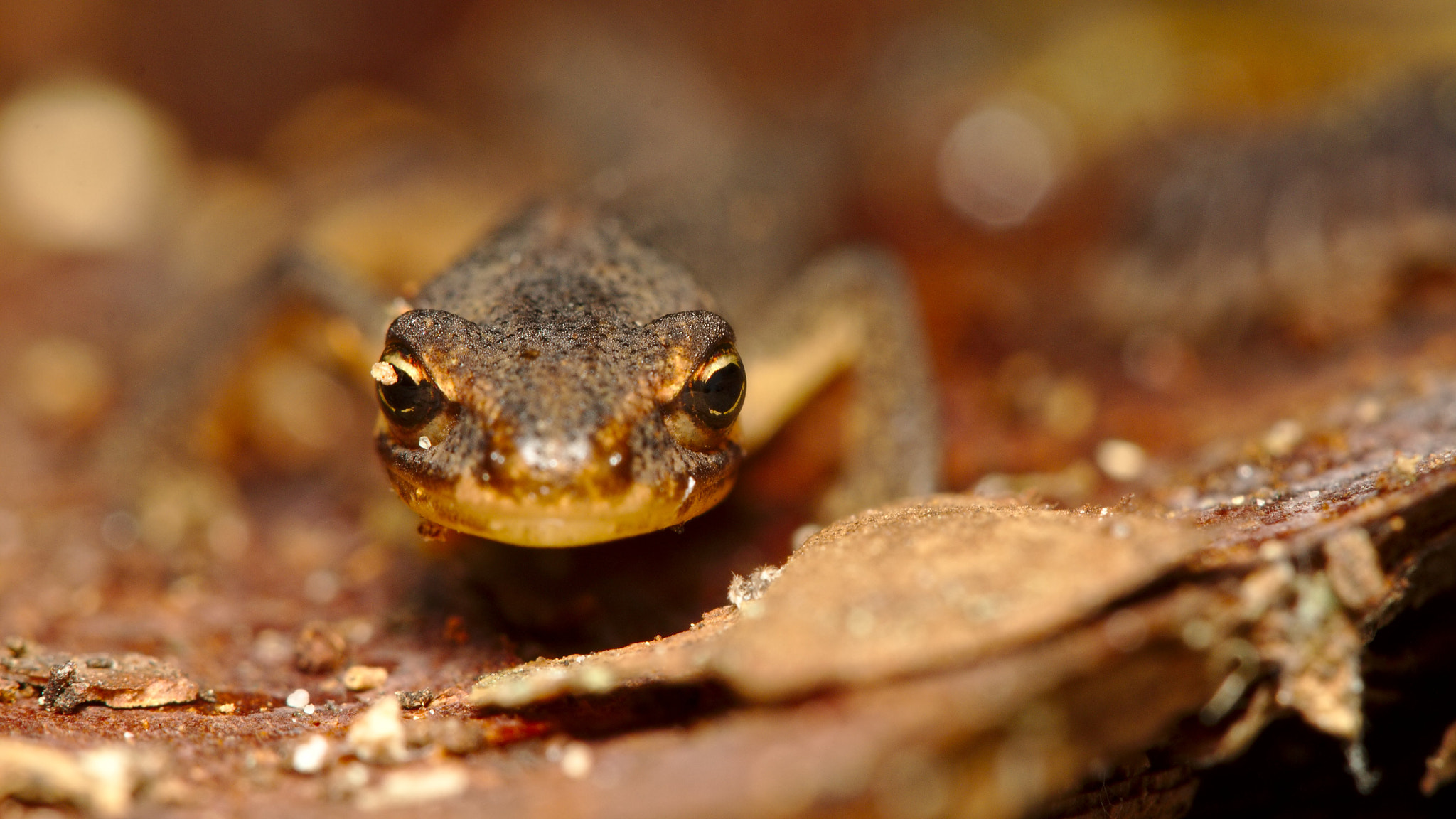 Canon EF 100mm F2.8 Macro USM sample photo. Salamander photography