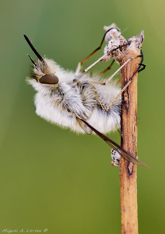 Sony ILCA-77M2 sample photo. White bee fly photography