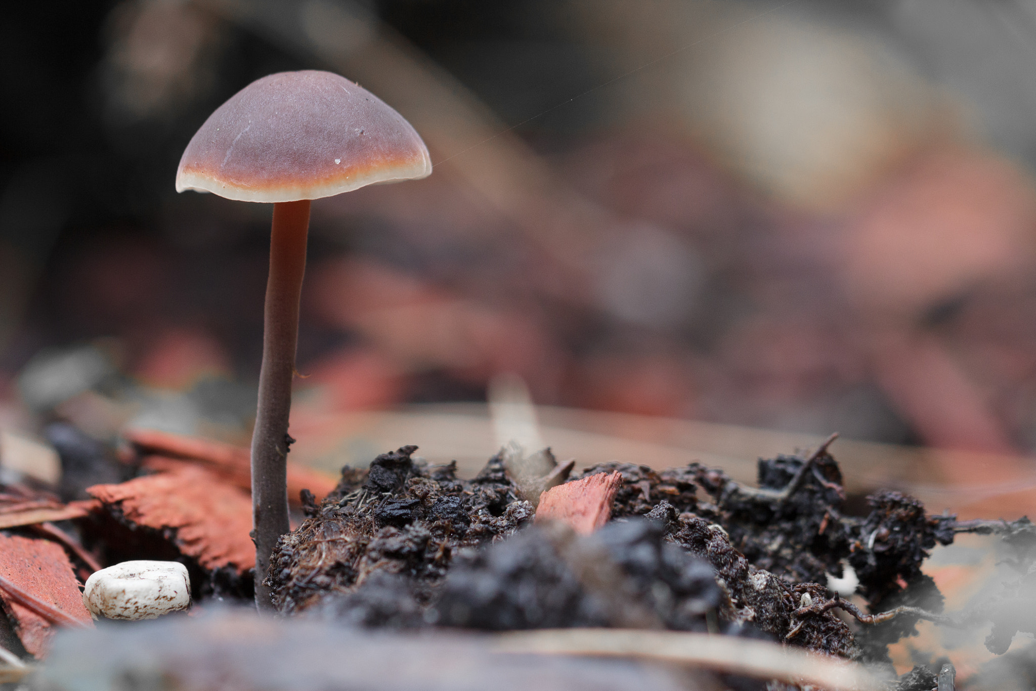 Canon EF 100mm F2.8L Macro IS USM sample photo. Noch'n schirmchen.. | ..yet another umbrella photography