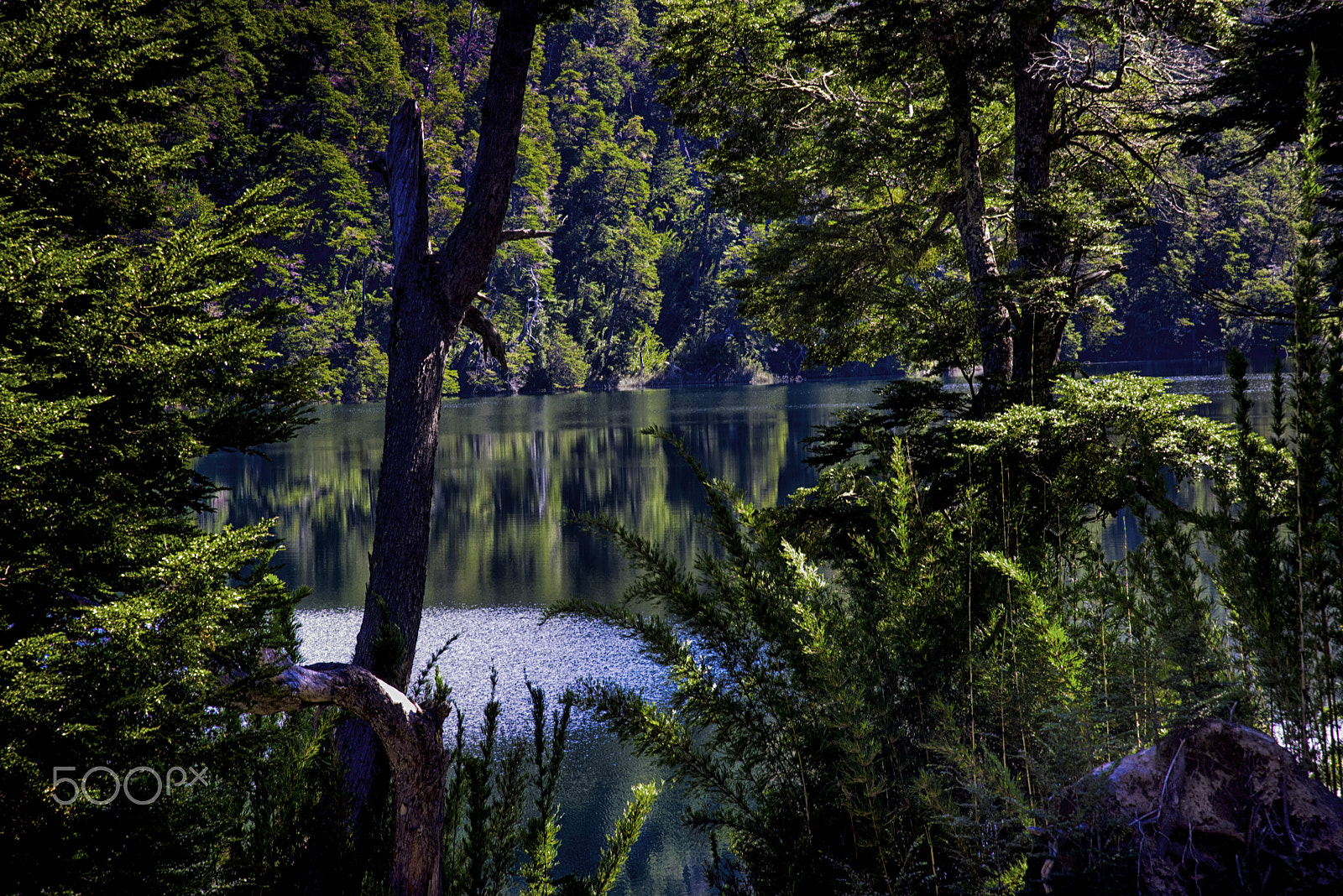 Nikon AF-S Nikkor 24-120mm F4G ED VR sample photo. Forest photography