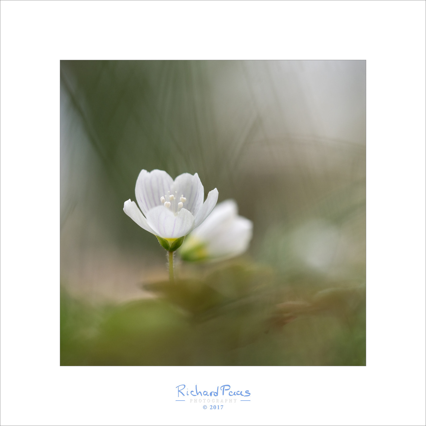 Olympus M.Zuiko Digital ED 60mm F2.8 Macro sample photo. Anemone nemorosa photography