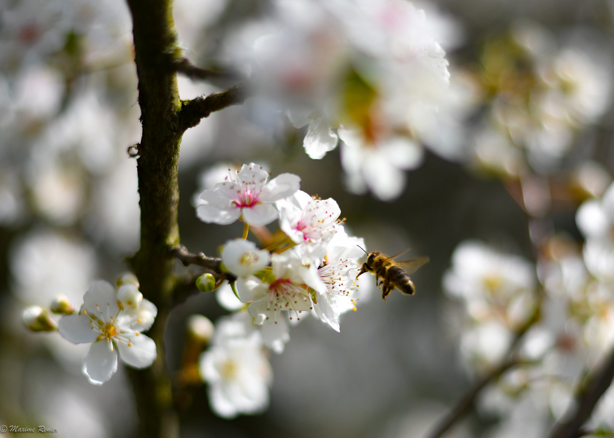 Nikon D500 + Nikon AF-S Nikkor 50mm F1.8G sample photo. Printemps photography