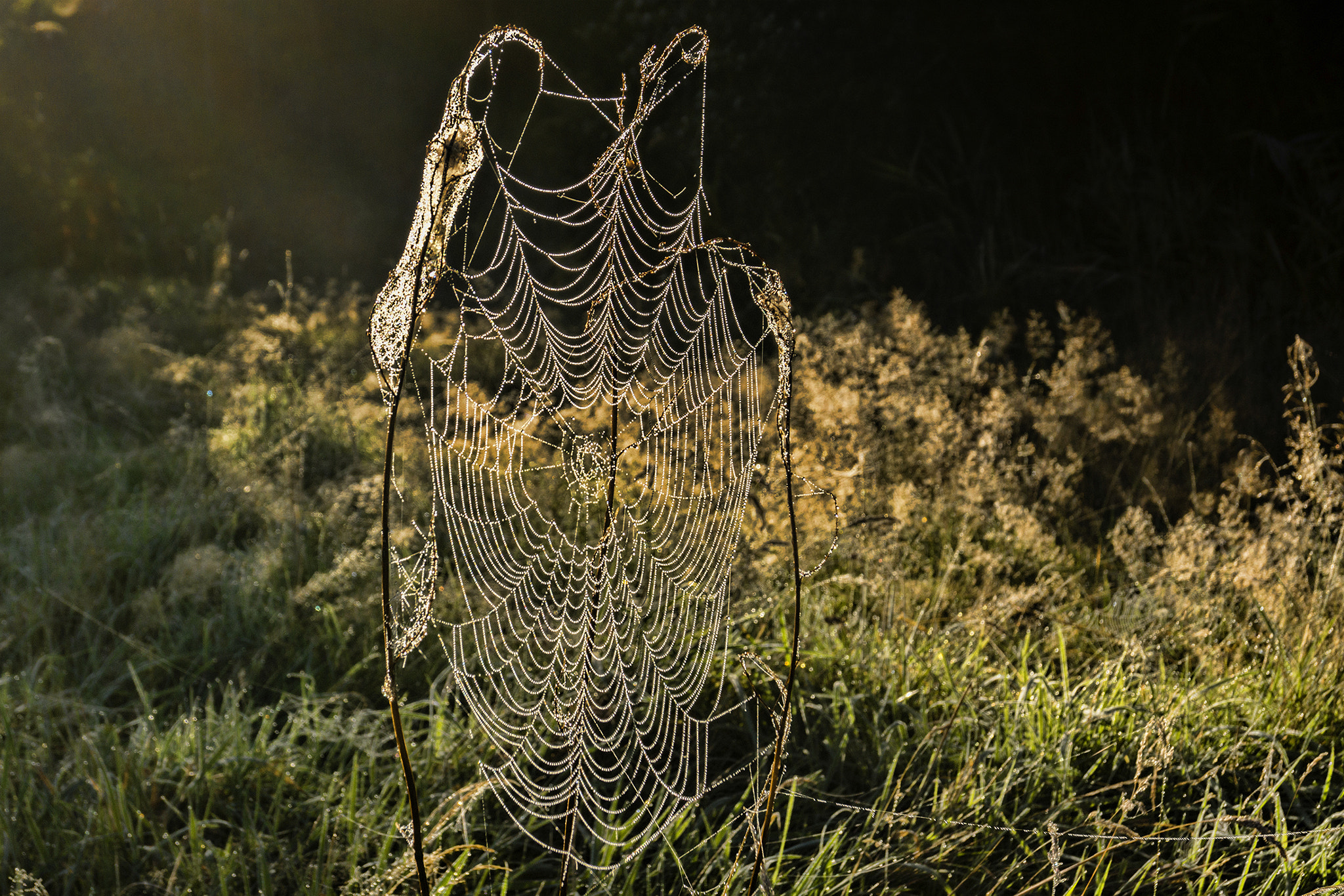 Sony SLT-A65 (SLT-A65V) + Sony DT 18-55mm F3.5-5.6 SAM sample photo. Spiderweb photography