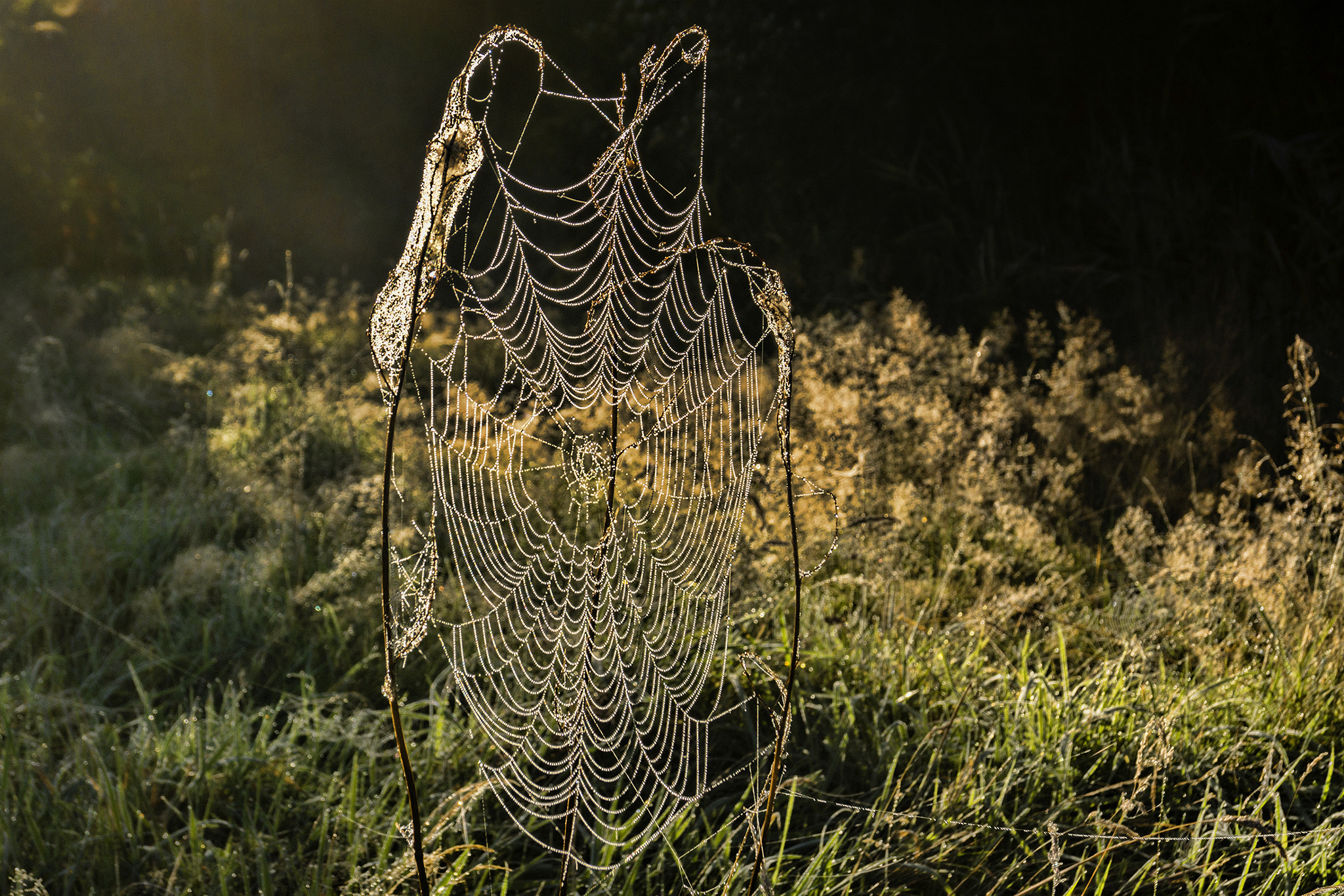 Sony SLT-A65 (SLT-A65V) sample photo. Spiderweb photography