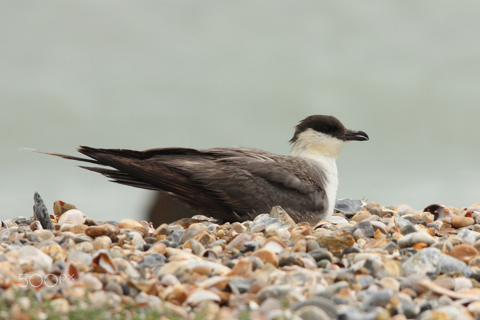 Sigma 150-500mm F5-6.3 DG OS HSM sample photo. Long-tailed skua photography