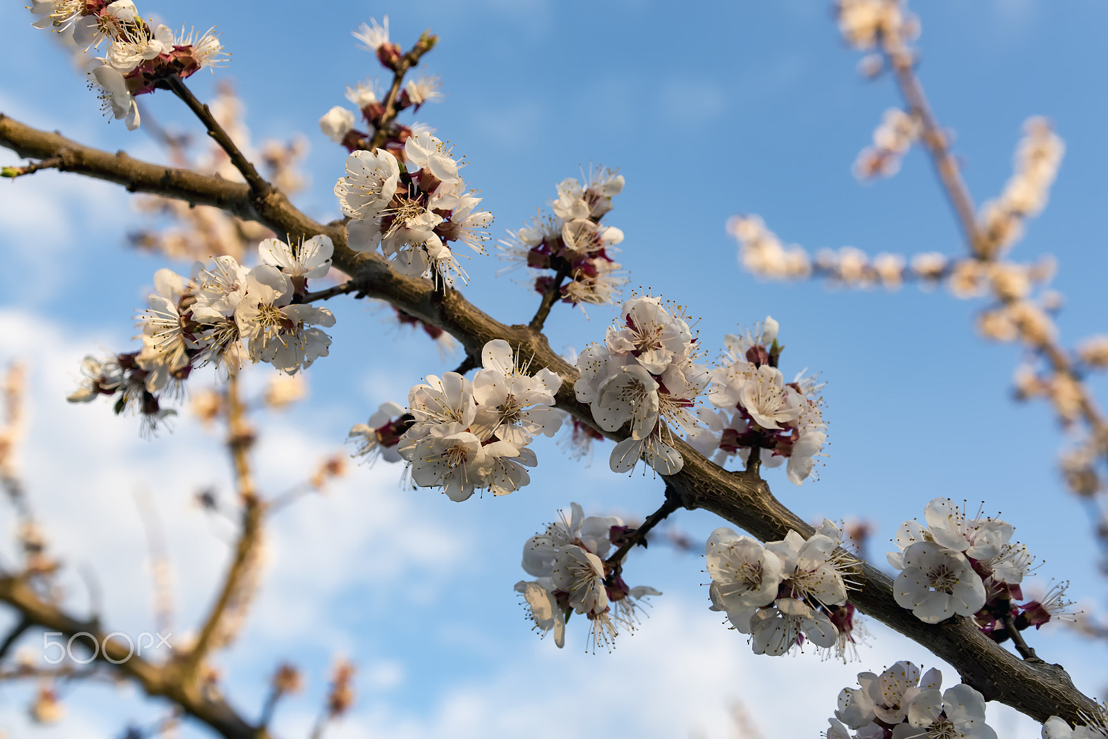 Sigma 24-70mm F2.8 EX DG Macro sample photo. Apricot photography