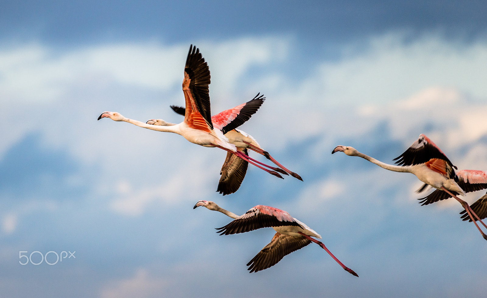 Nikon D610 sample photo. Flight of the flamingos photography