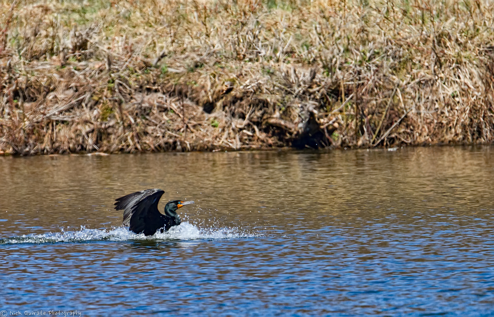 Tamron SP 150-600mm F5-6.3 Di VC USD sample photo. Sticking the landing photography