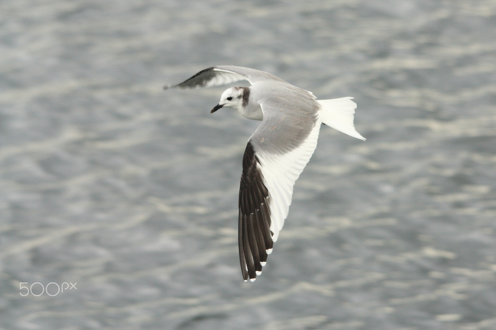 Sigma 150-500mm F5-6.3 DG OS HSM sample photo. Sabine's photography