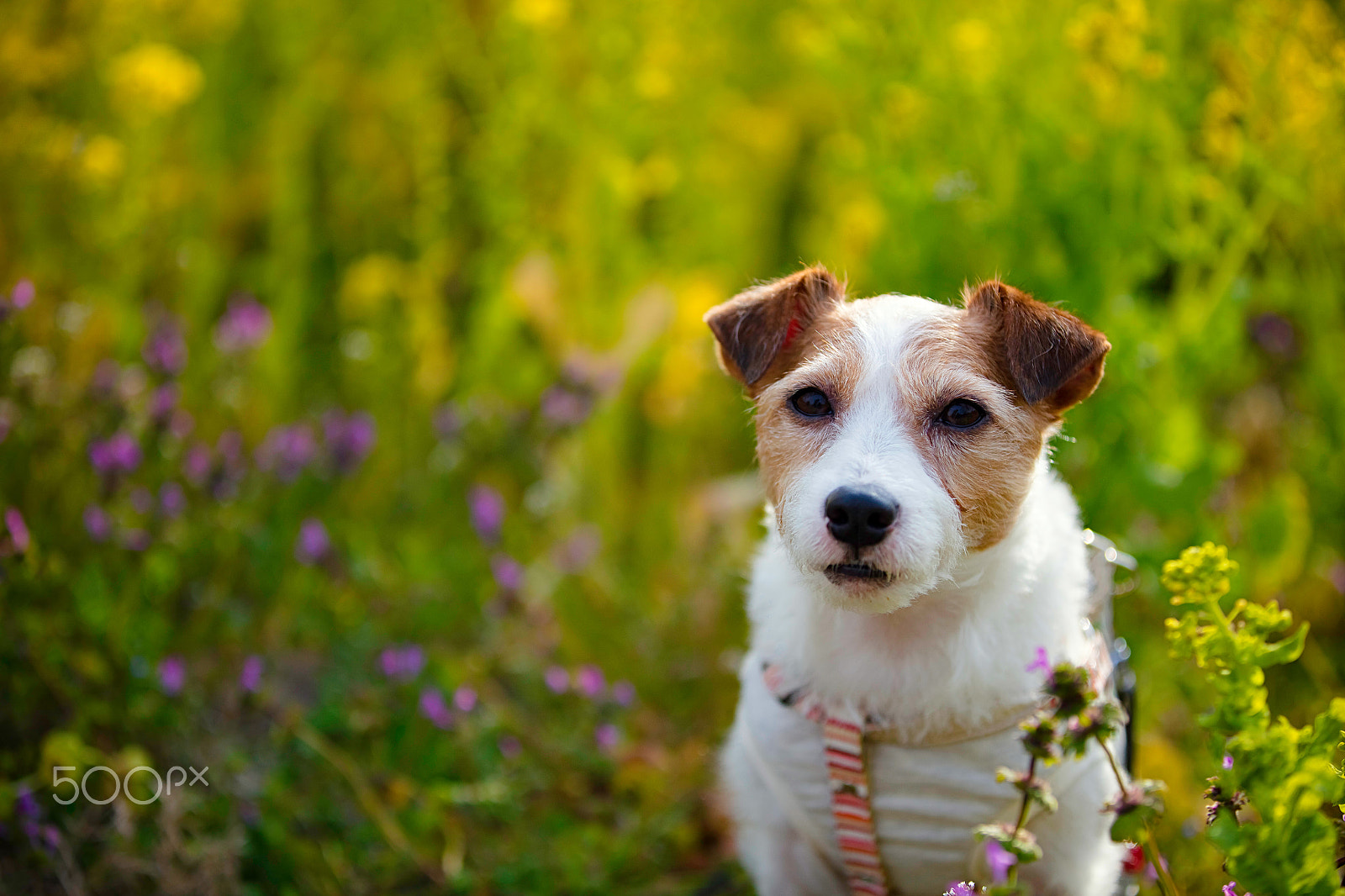 Canon EOS 5DS R sample photo. Scent of spring photography