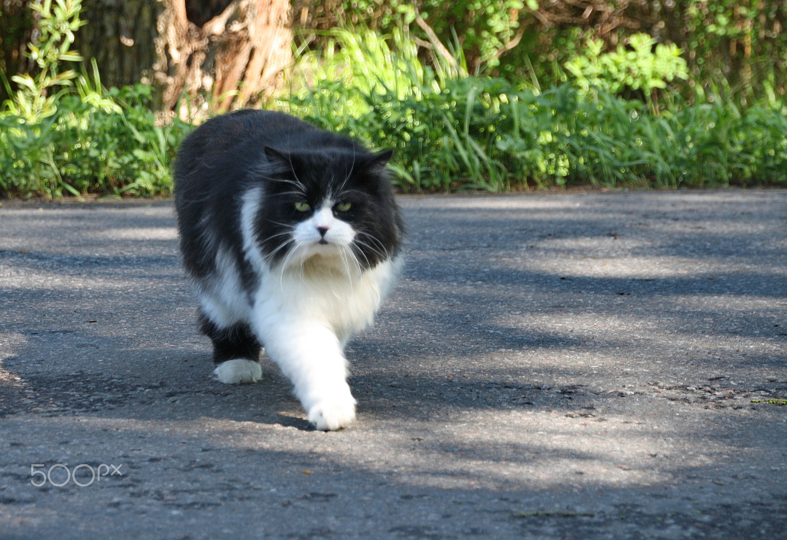 Canon EOS 1000D (EOS Digital Rebel XS / EOS Kiss F) sample photo. Black-white cat photography