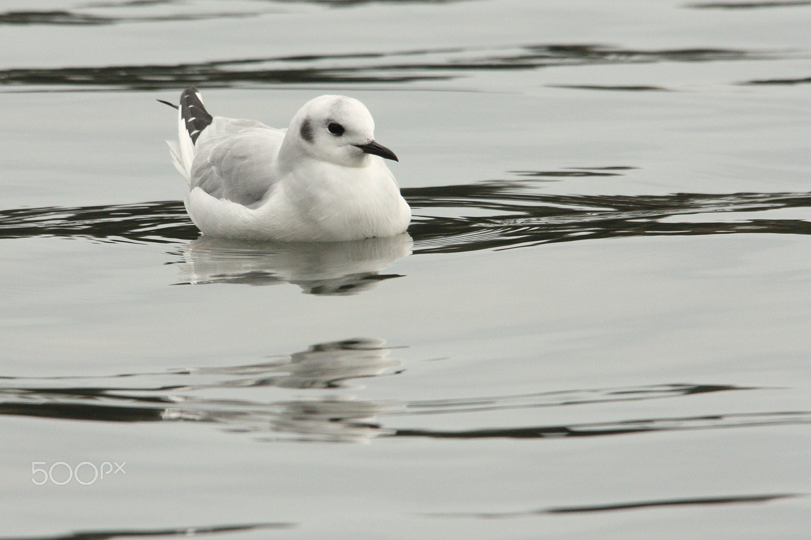 Sigma 150-500mm F5-6.3 DG OS HSM sample photo. Adult winter bonaparte's gull photography