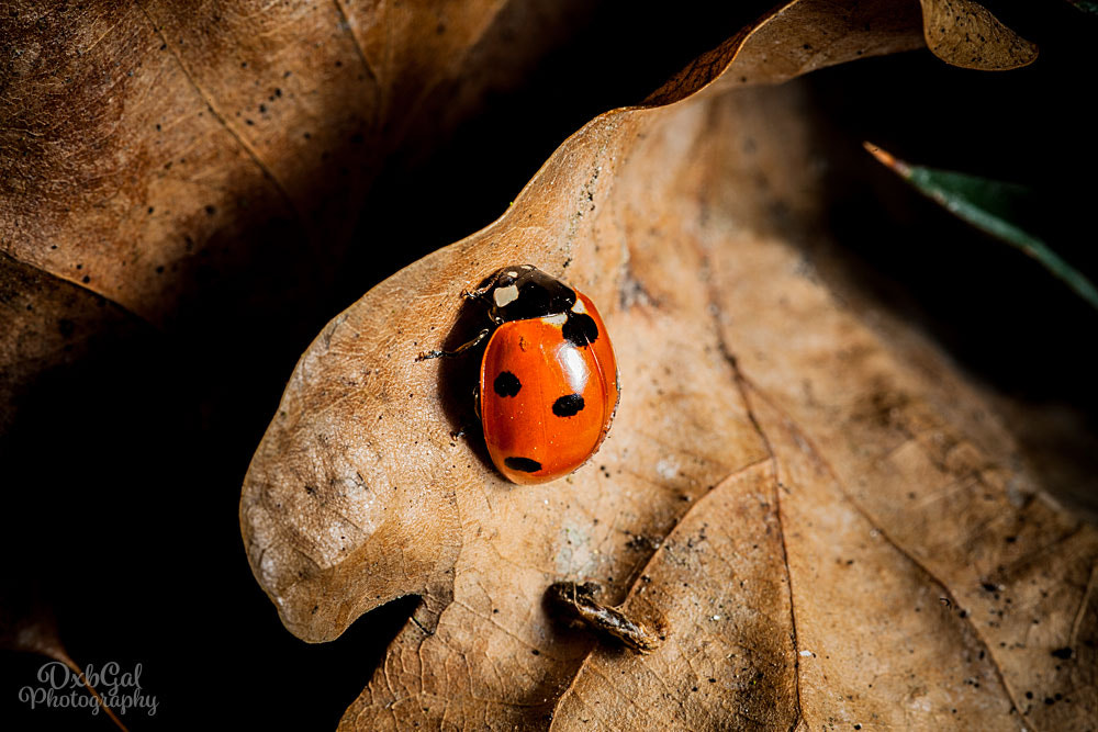 Canon EOS 5D Mark II + Sigma 105mm F2.8 EX DG Macro sample photo. Ladybug photography