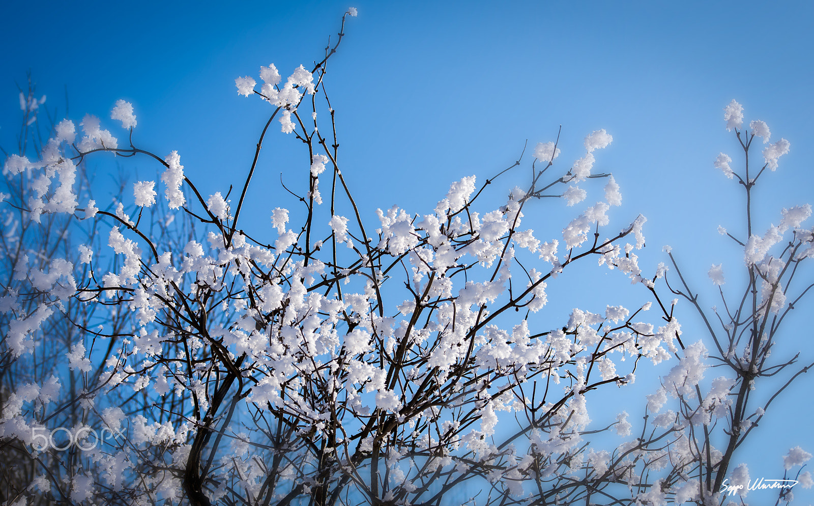 Nikon D7200 sample photo. Kirsikkapuu kukkii photography