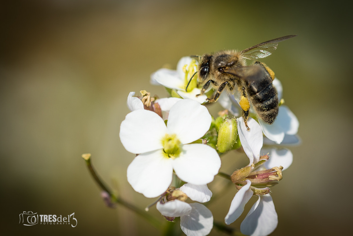 Sigma 105mm F2.8 EX DG OS HSM sample photo. Amc photography