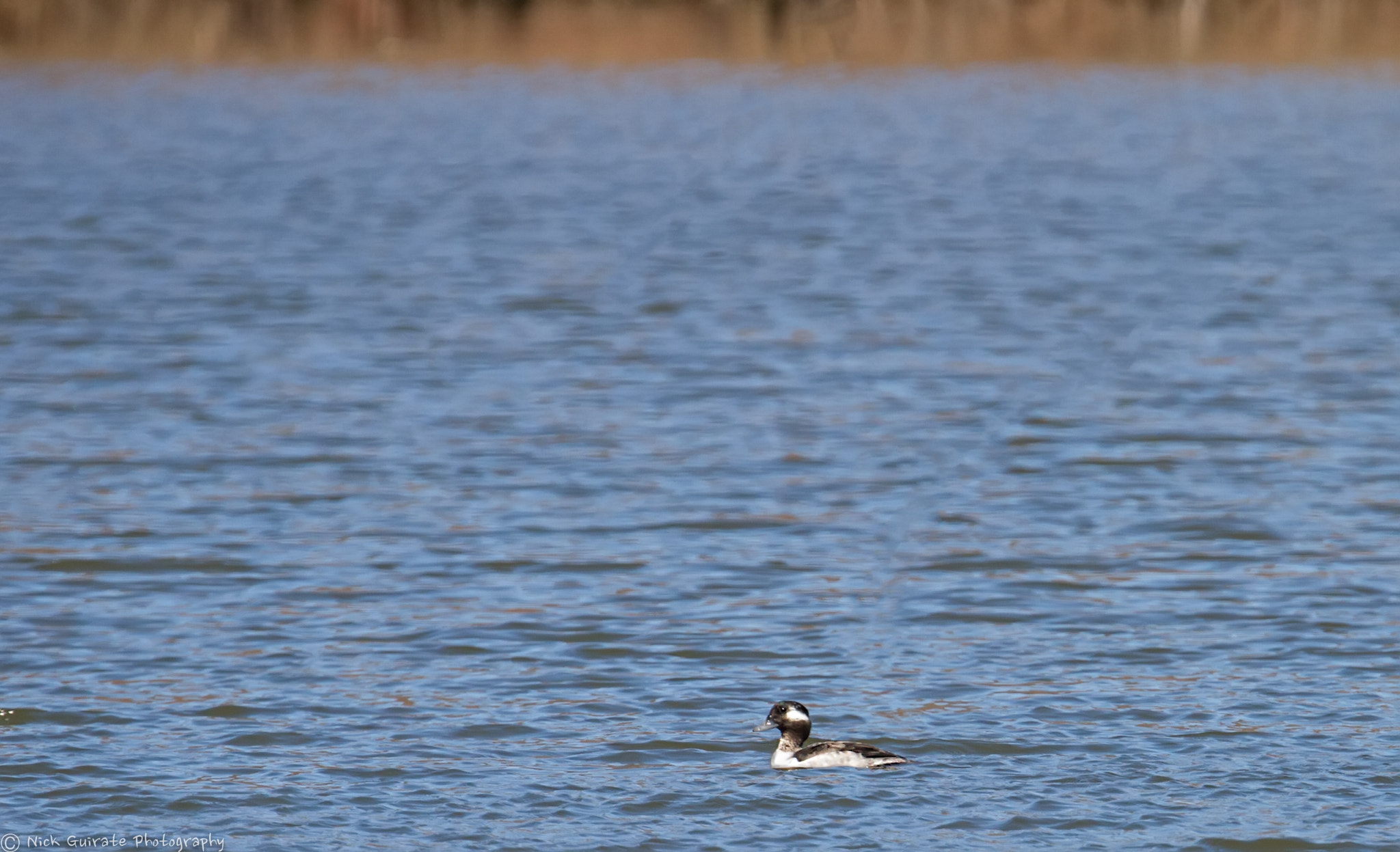 Tamron SP 150-600mm F5-6.3 Di VC USD sample photo. Female bufflehead photography