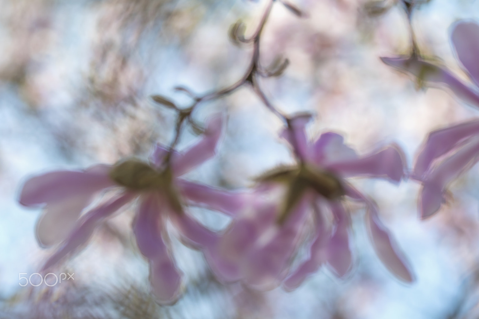 Canon EF 100mm F2.8 Macro USM sample photo. Magnolia photography