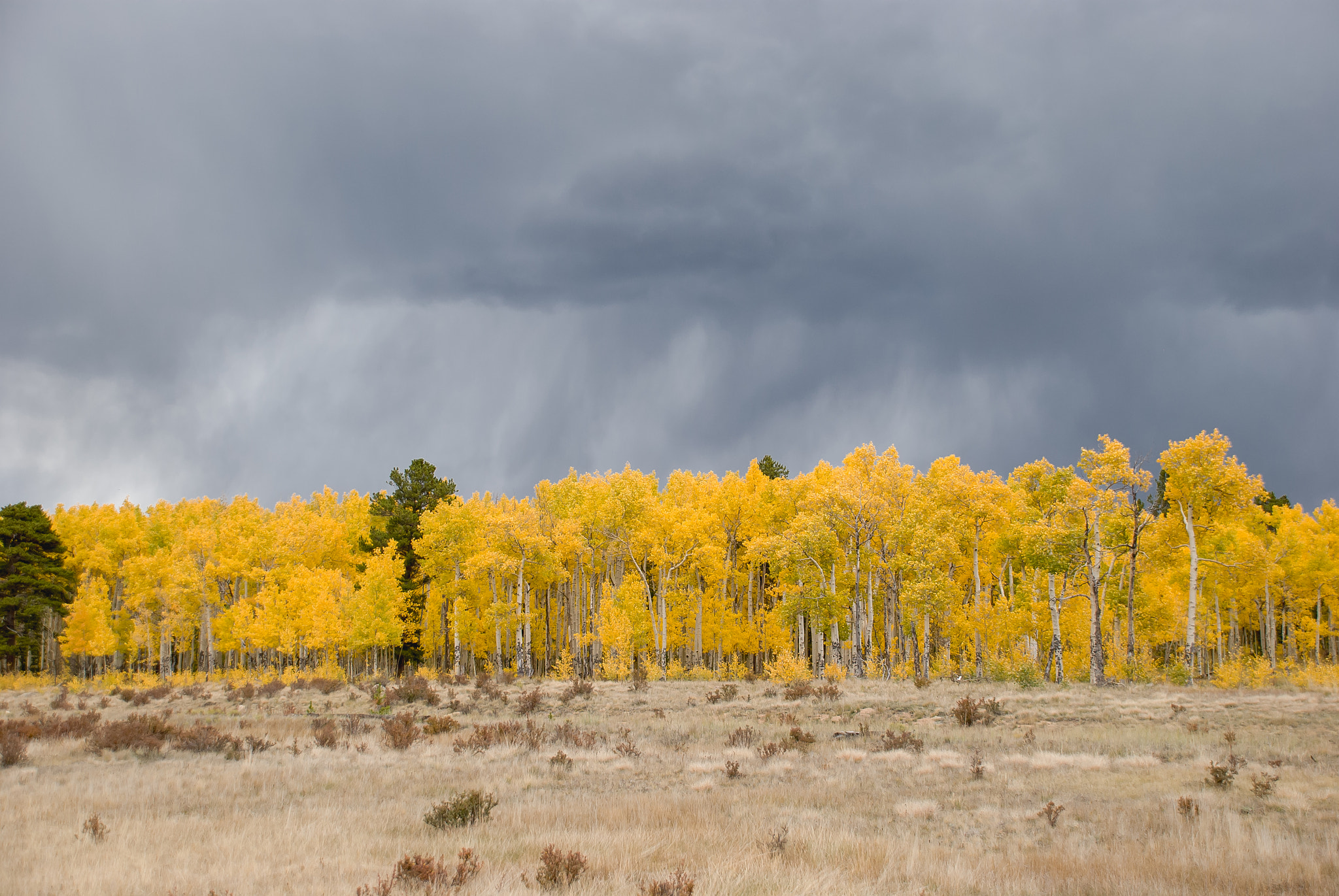 Nikon D40X sample photo. Yellow photography