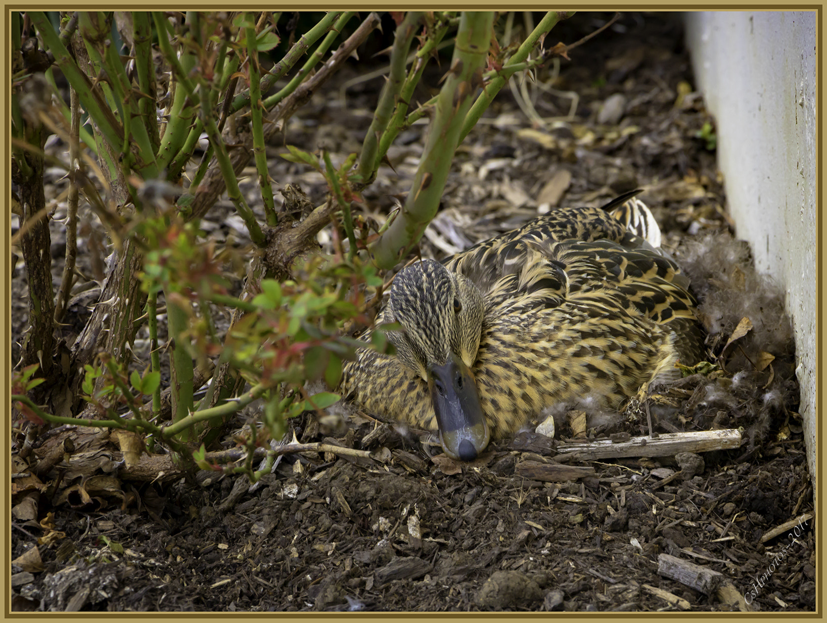 Canon EOS 750D (EOS Rebel T6i / EOS Kiss X8i) sample photo. Nesting cr photography