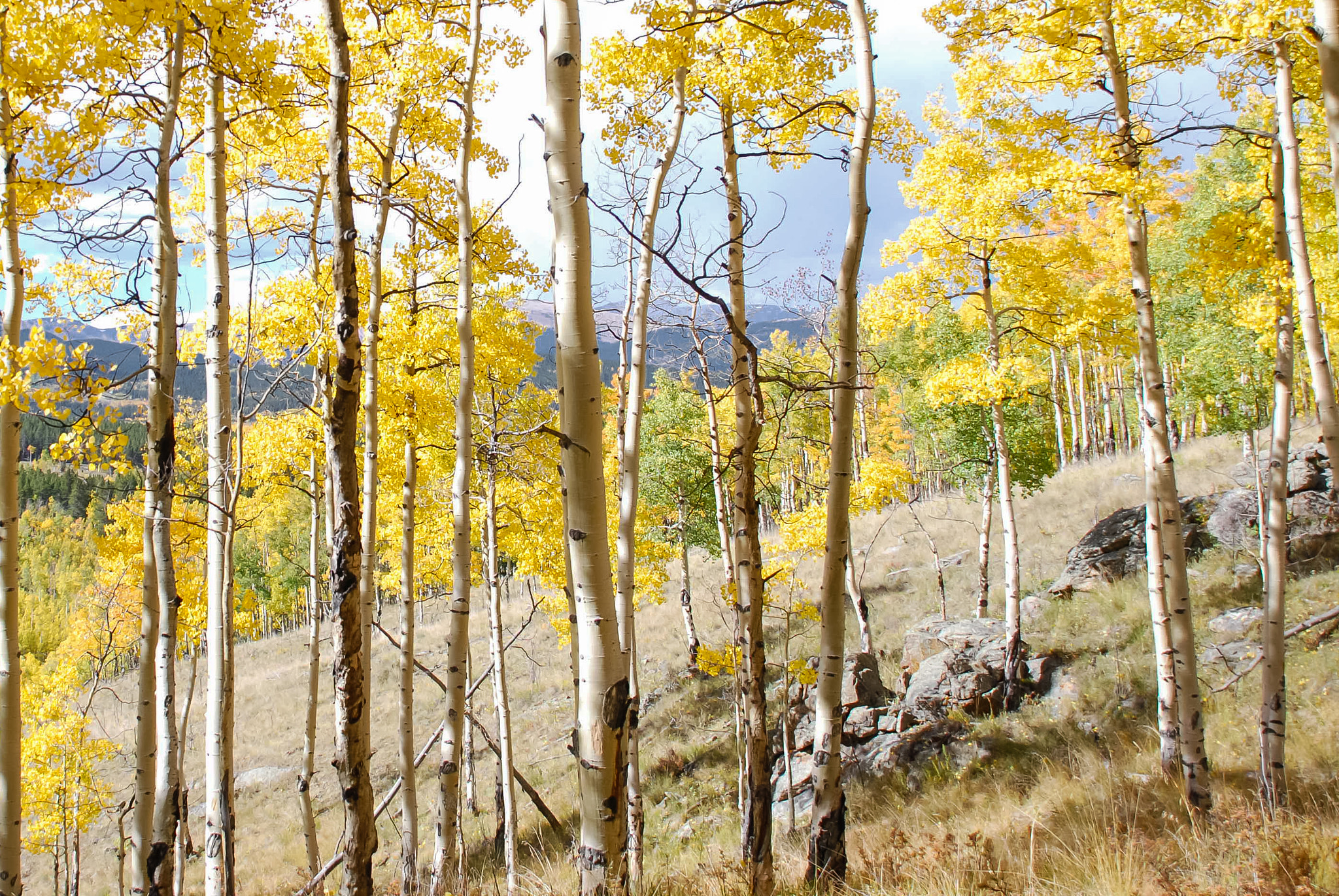 Nikon D40X sample photo. Yellow photography