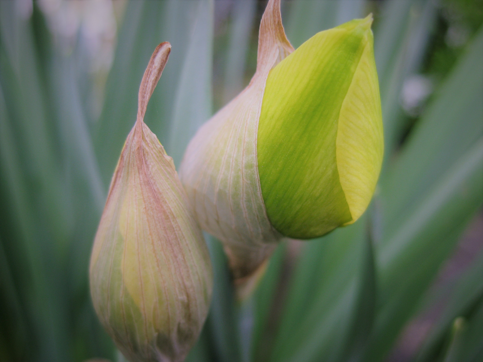 Canon PowerShot SD1100 IS (Digital IXUS 80 IS / IXY Digital 20 IS) sample photo. Métamorphose photography