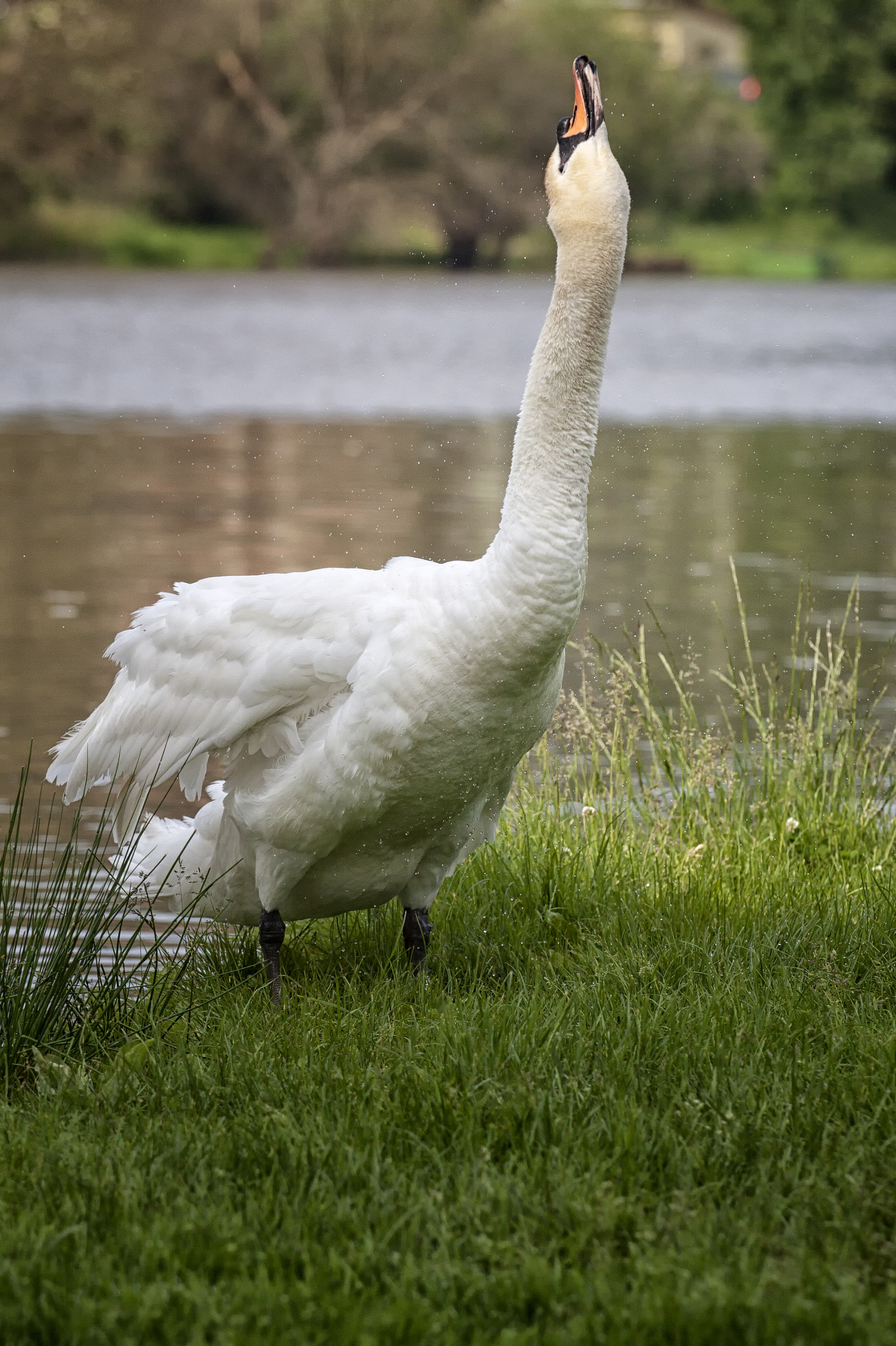Canon EOS 50D + Canon EF 70-200mm F4L USM sample photo. Swan#2 photography