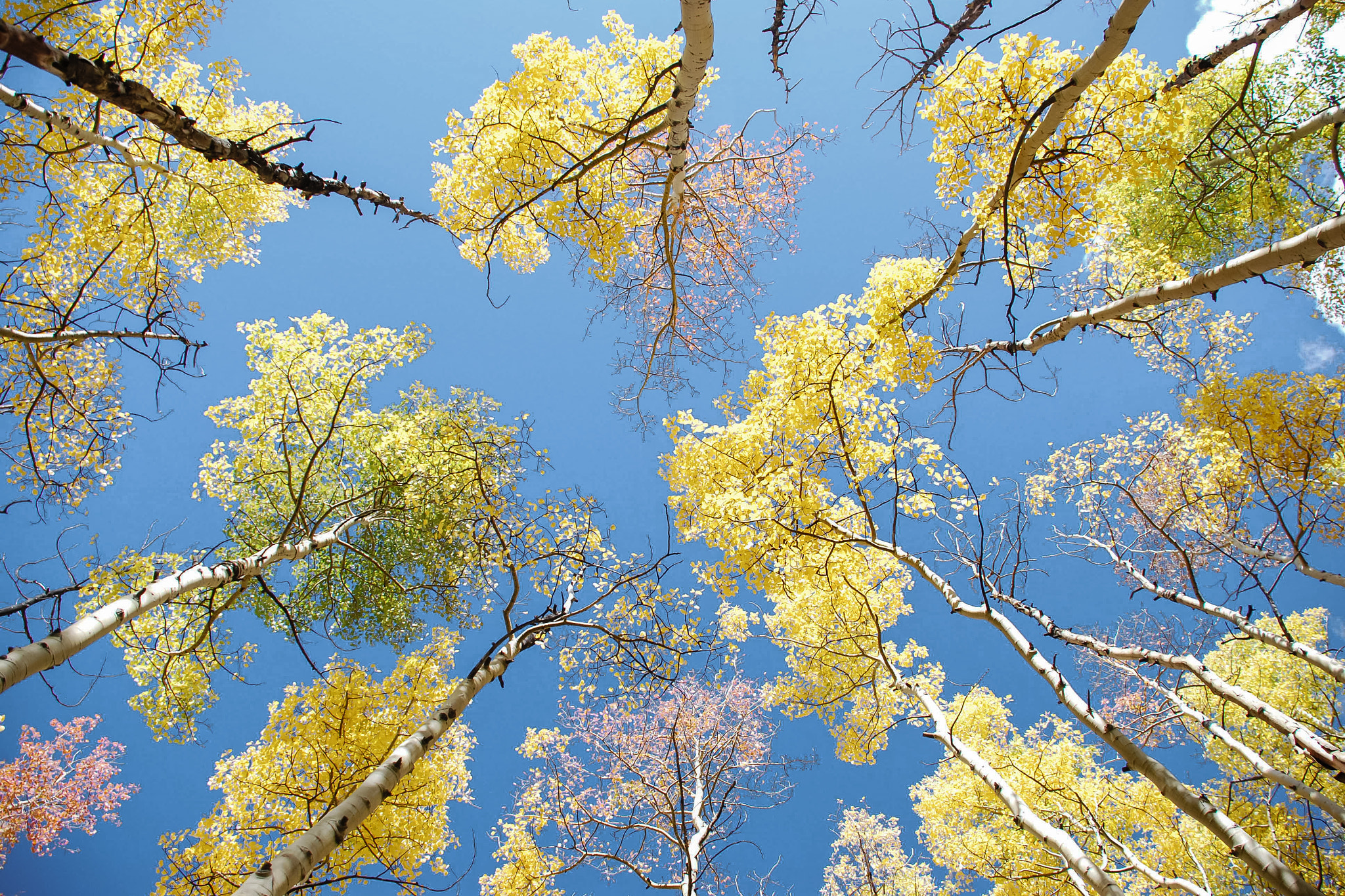 Nikon D40X sample photo. Yellow photography
