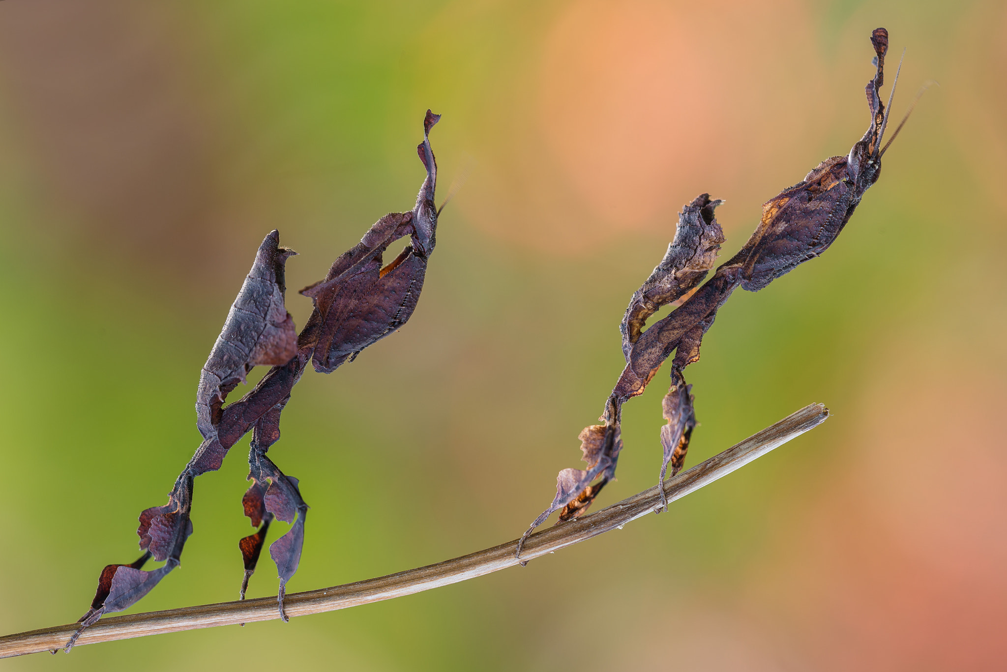 Nikon D800 + Sigma 150mm F2.8 EX DG Macro HSM sample photo. La scalata photography