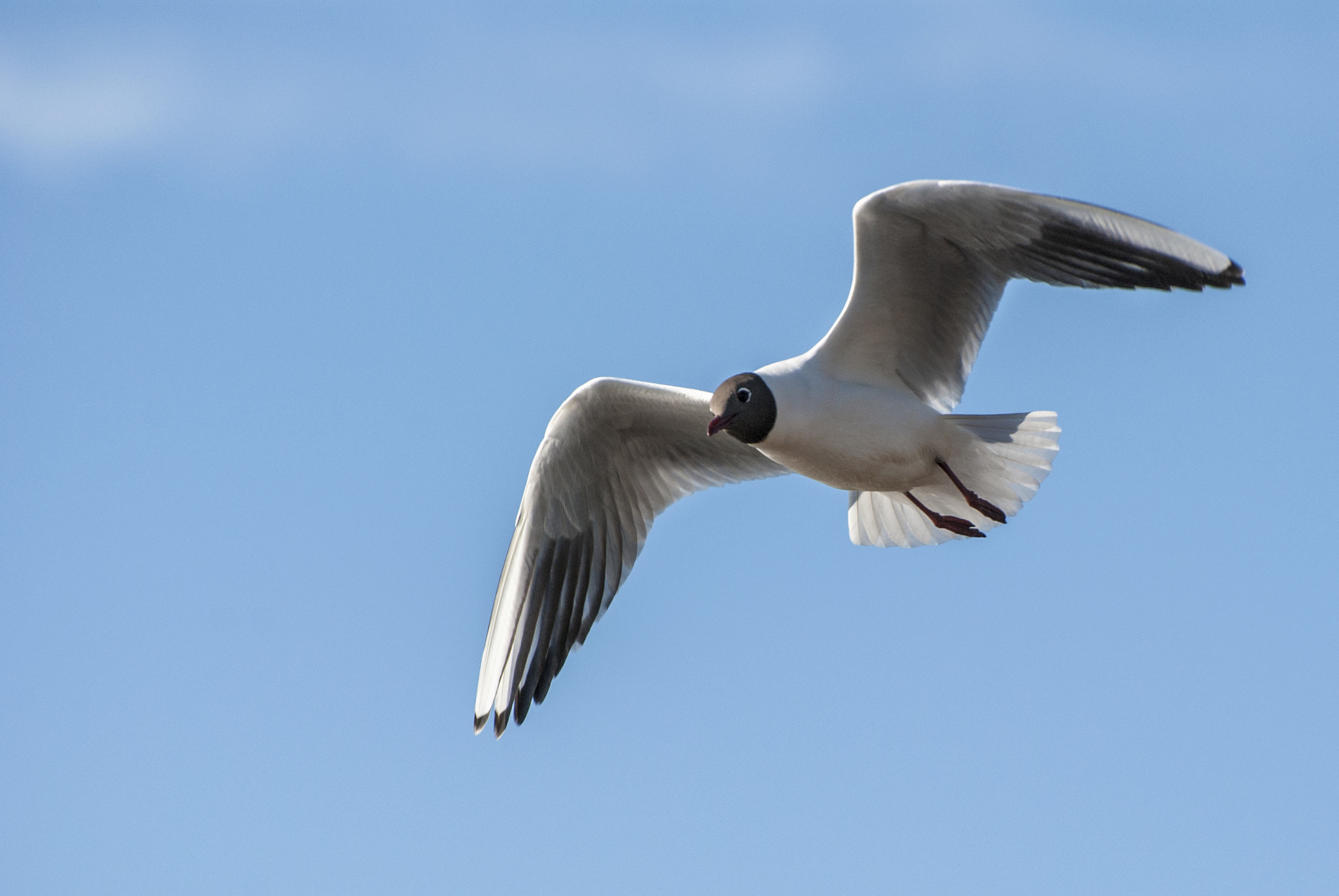 Nikon D3000 sample photo. Flying photography