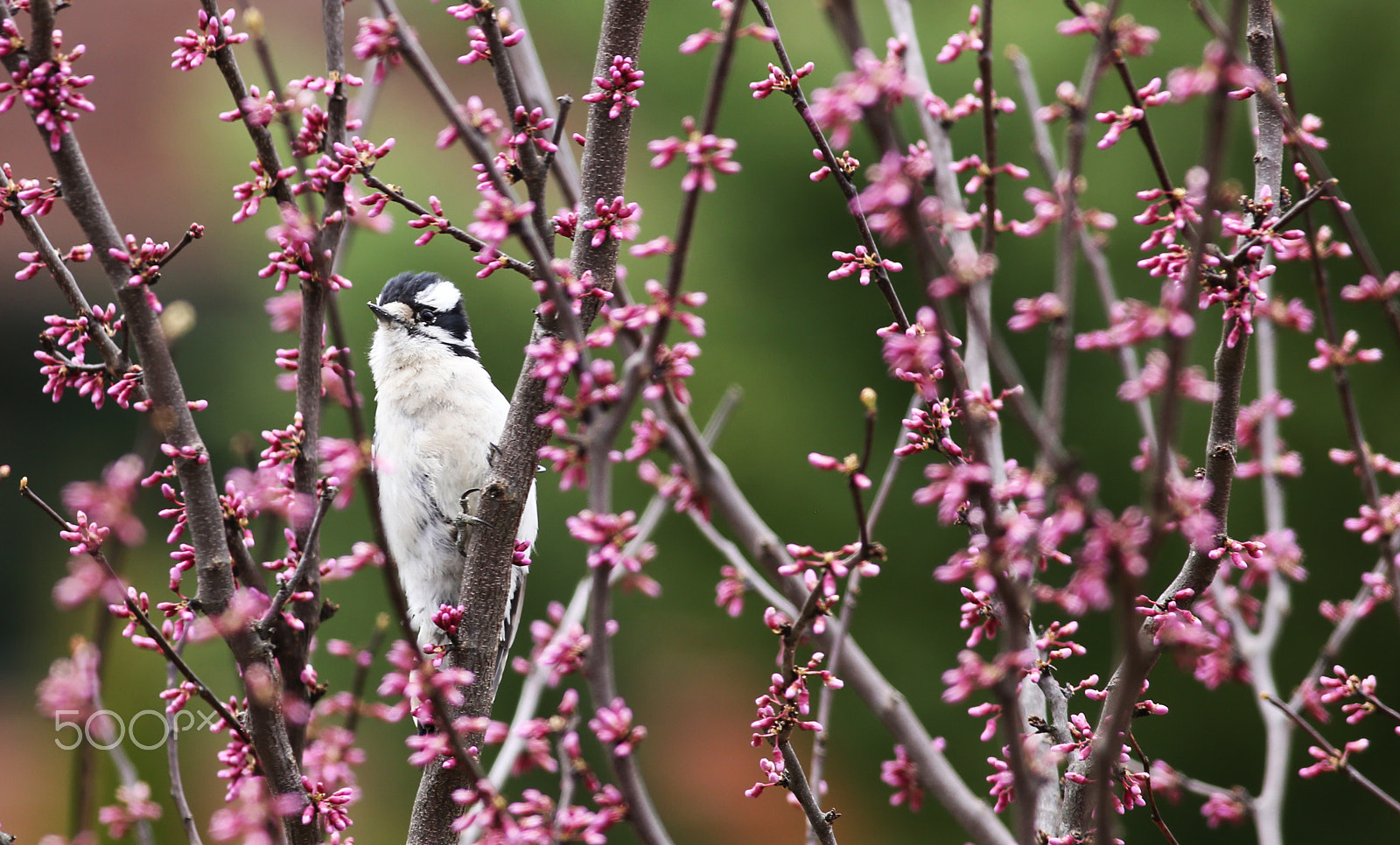 Canon EOS 6D + Canon EF 400mm F5.6L USM sample photo. Woodpecker photography