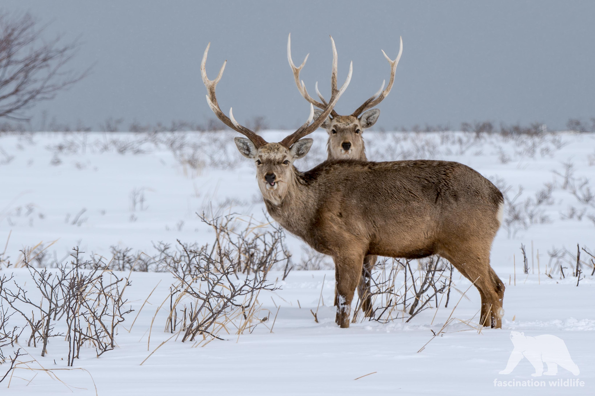 Nikon D4S sample photo. Double stag photography