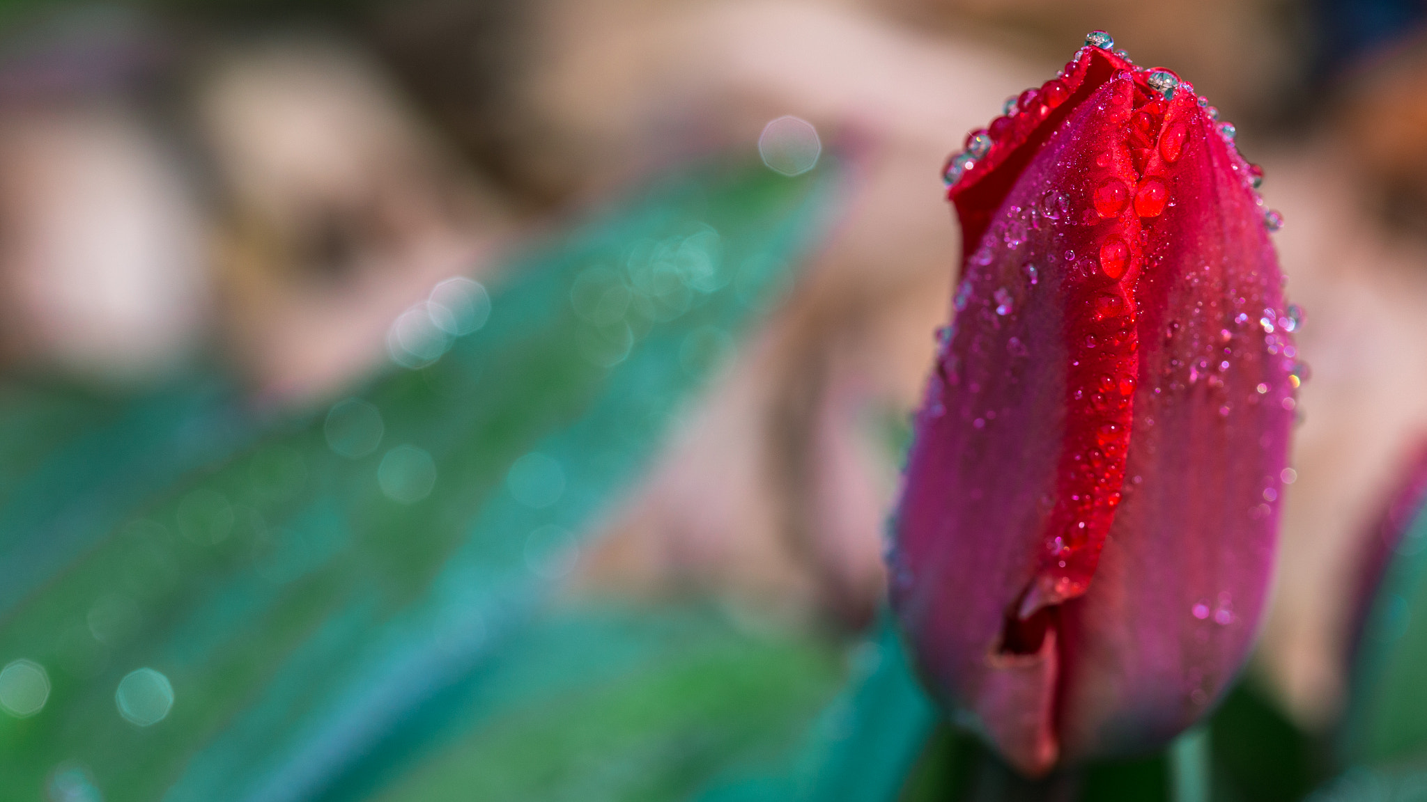 Canon EF 100mm F2.8 Macro USM sample photo. Morgentau i photography