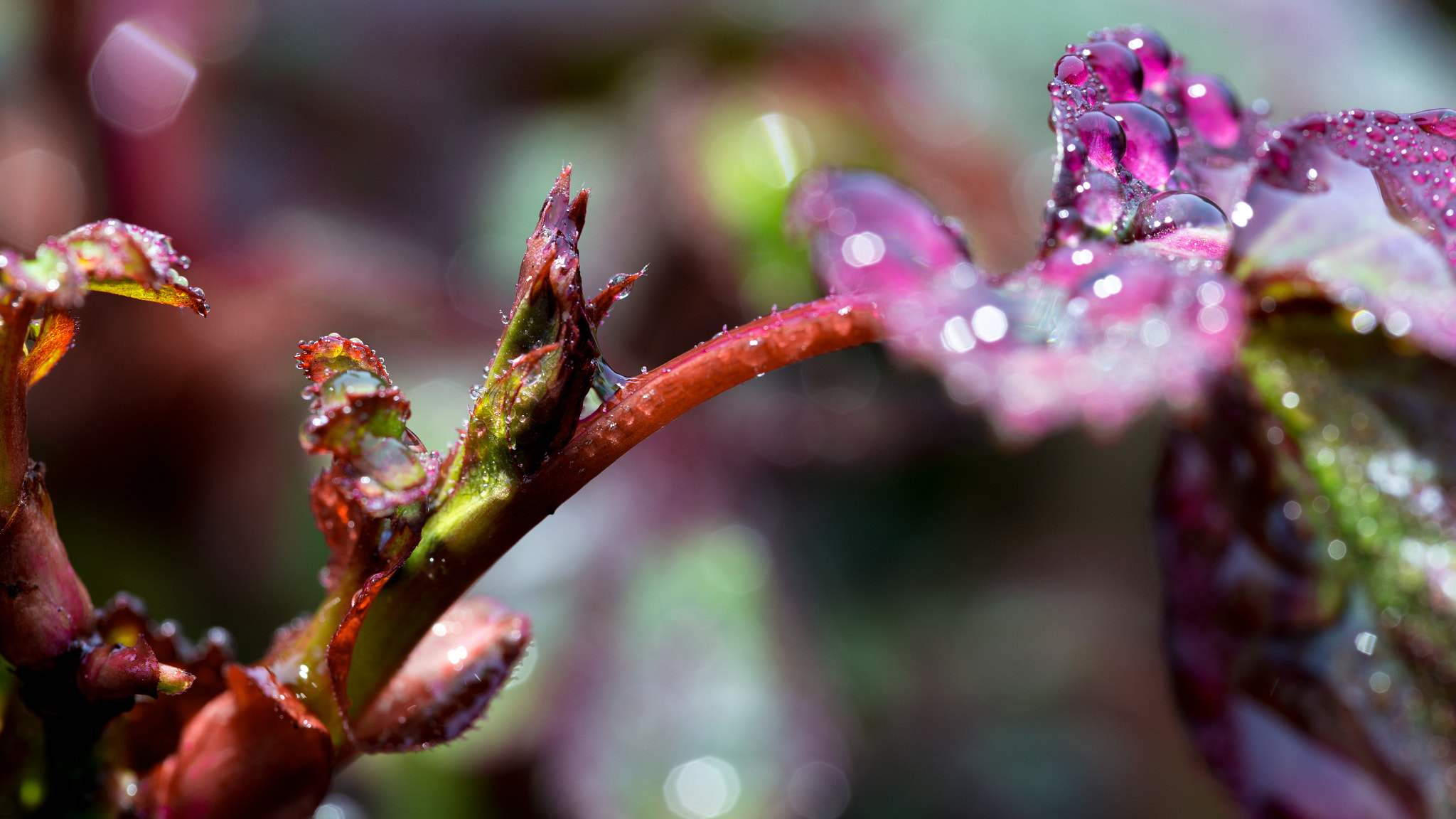 Canon EF 100mm F2.8 Macro USM sample photo. Morgentau ii photography
