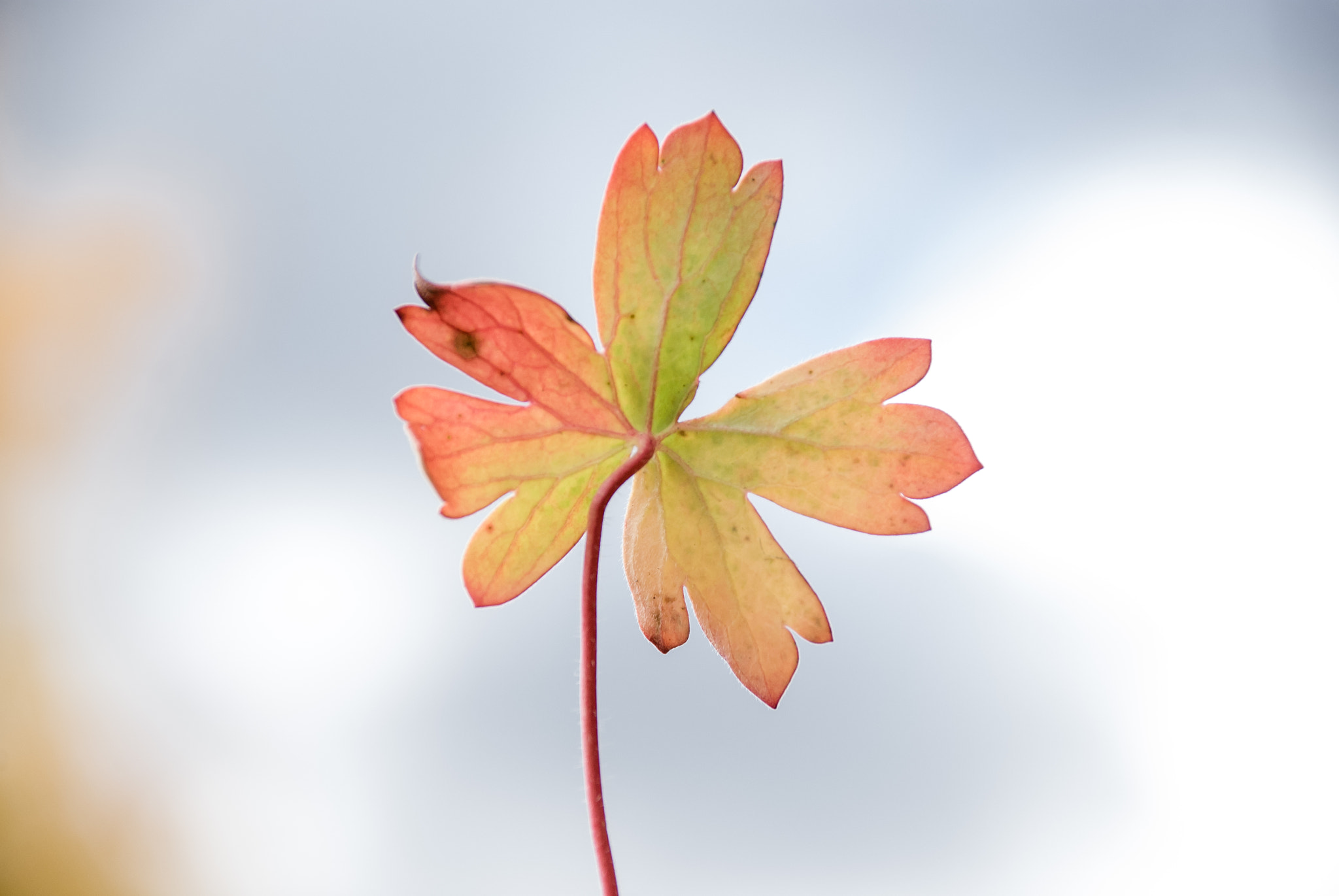 Nikon D40X sample photo. Yellow photography