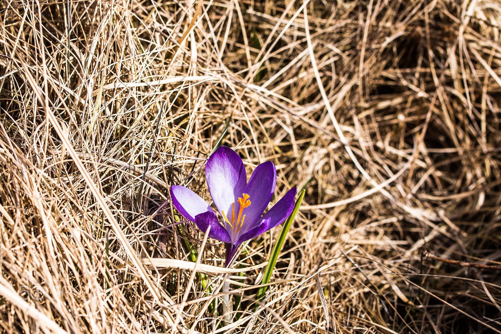 Canon EF 100mm F2.8L Macro IS USM sample photo. Spring photography