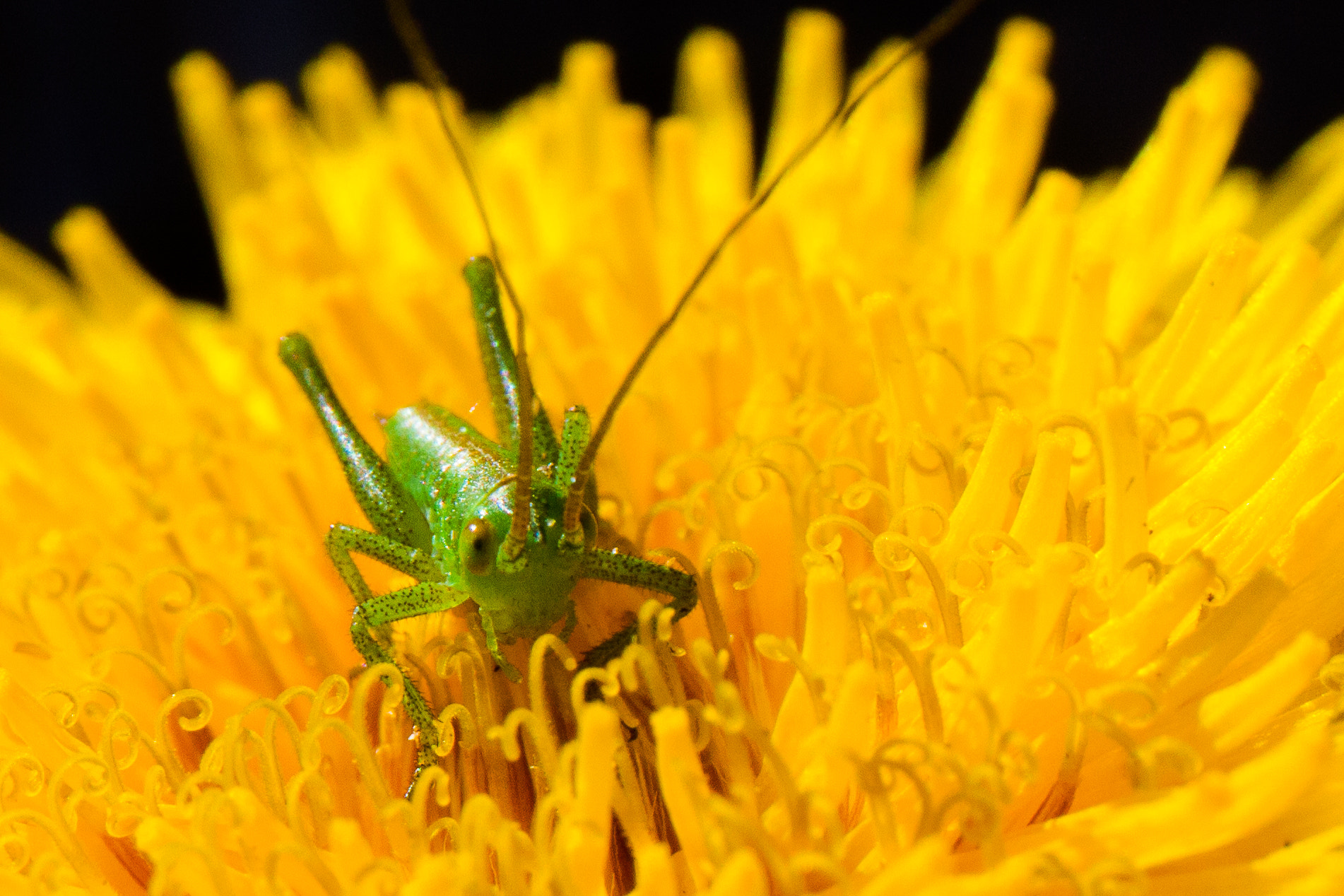 Canon EF 24-70mm F4L IS USM sample photo. Small cricket photography