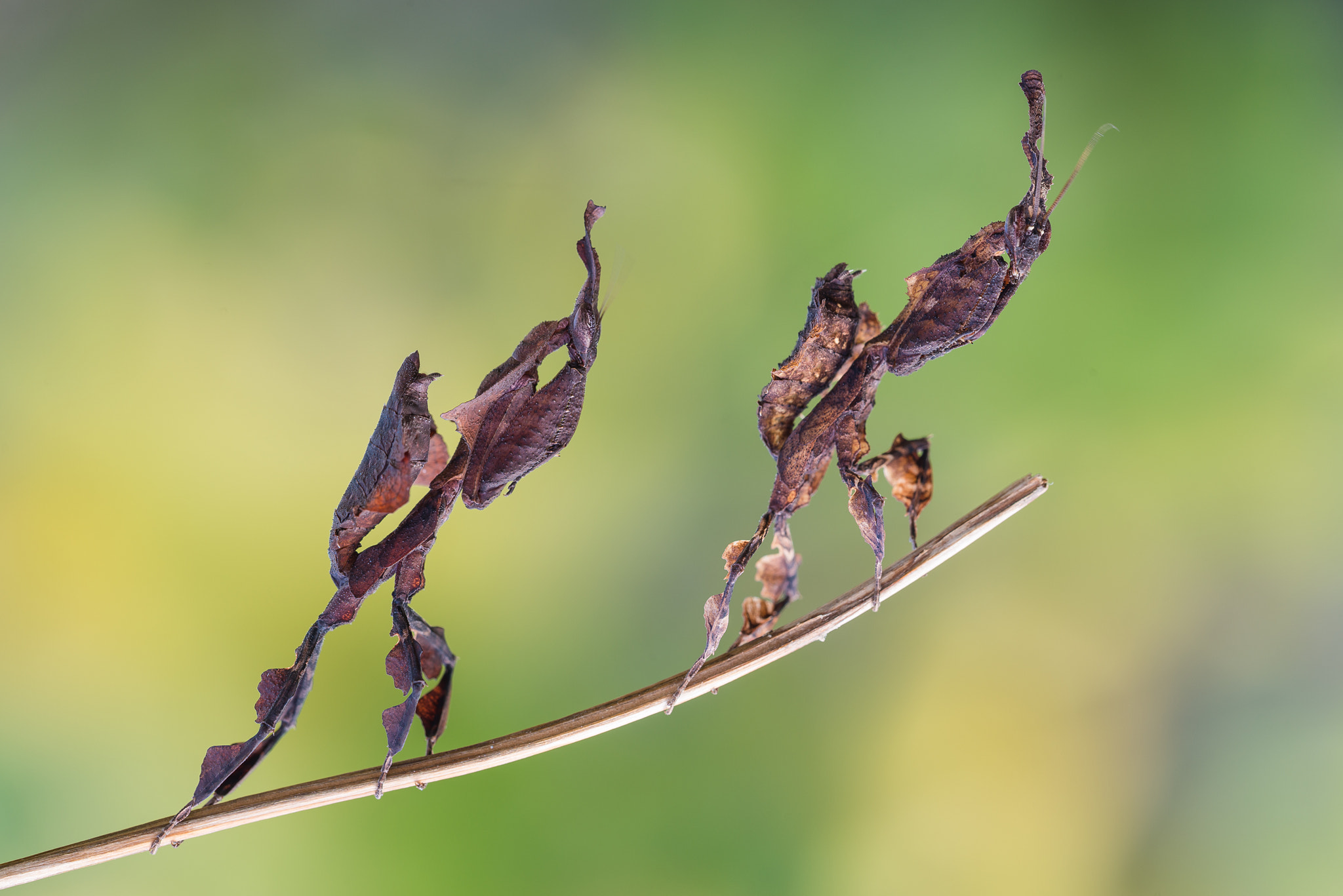 Nikon D800 + Sigma 150mm F2.8 EX DG Macro HSM sample photo. La scalata photography