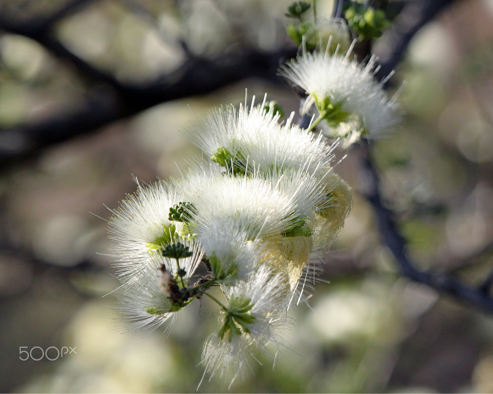 Canon EF 100-400mm F4.5-5.6L IS USM sample photo. Worm-cure albizia tree, namibia photography