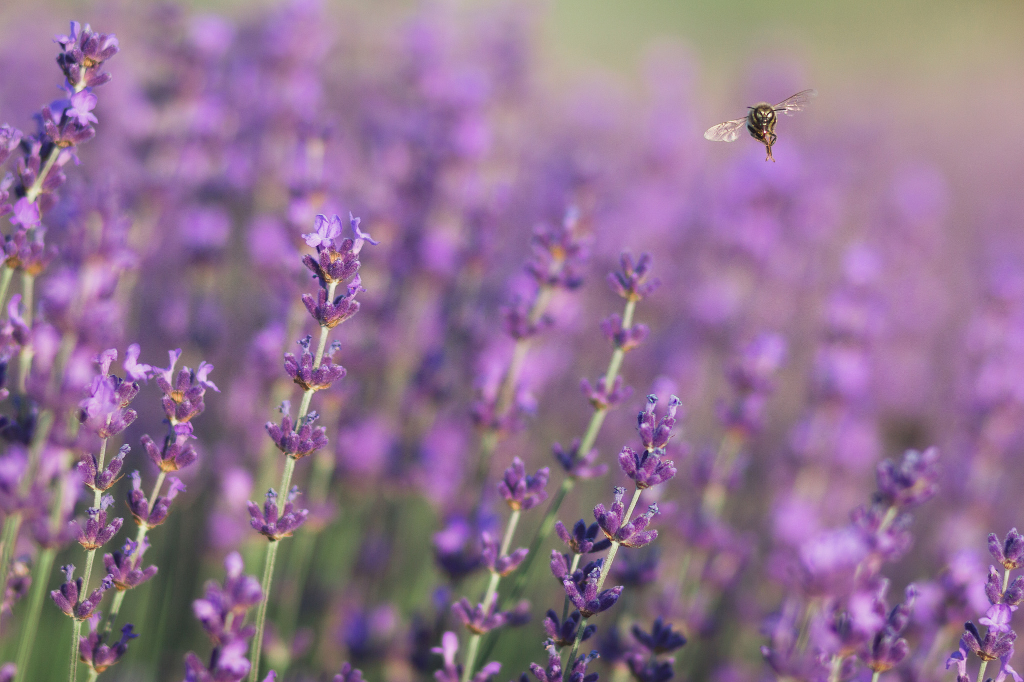 Canon EOS 60D + Canon EF 85mm F1.8 USM sample photo. Lavender bee photography