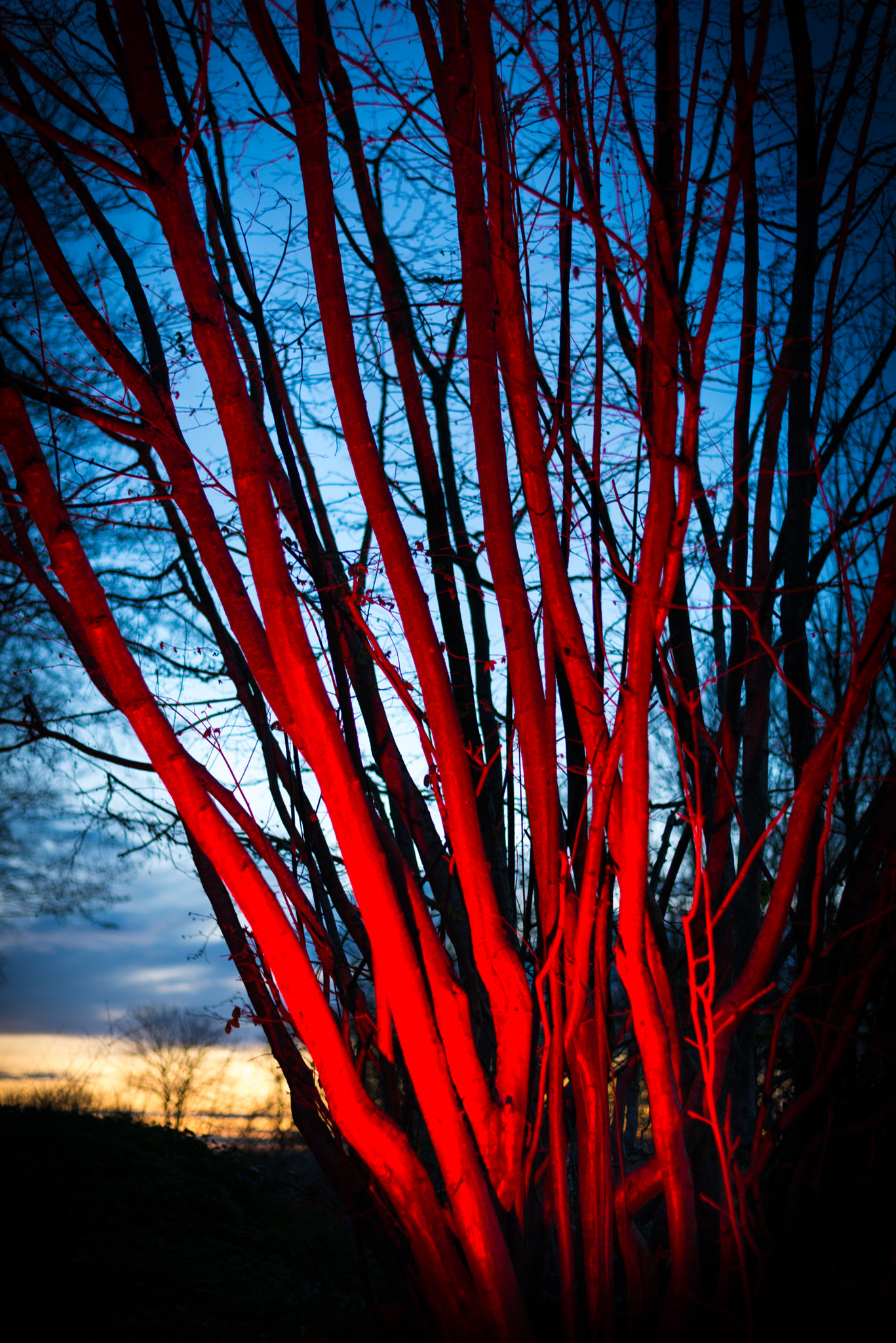 Nikon D610 + Nikon AF-S Nikkor 50mm F1.8G sample photo. Bloody forest photography