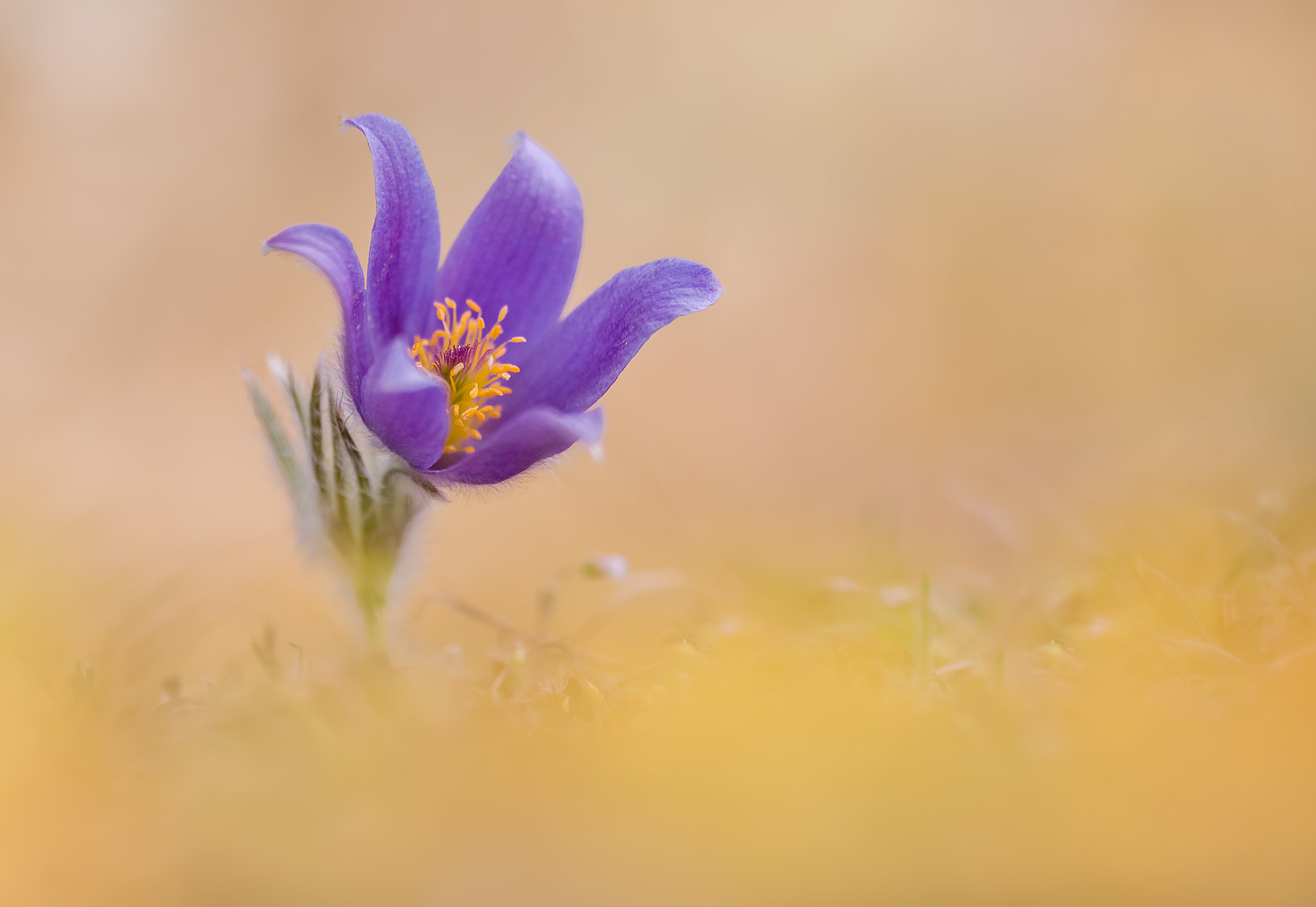 Sigma 150mm F2.8 EX DG OS Macro HSM sample photo. Kuhschelle photography