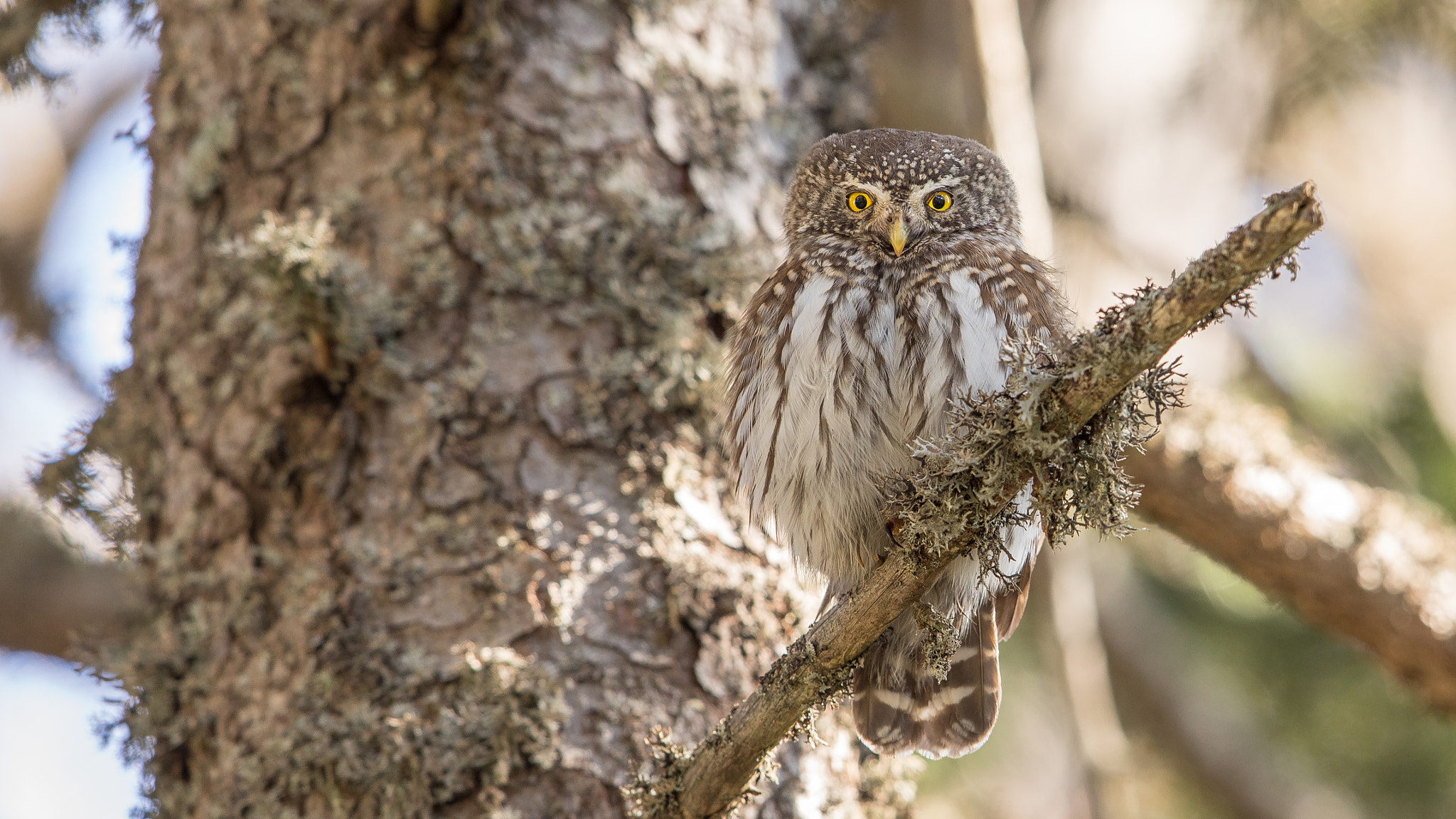 Canon EF 600mm F4L IS II USM sample photo. Pygmy owl photography
