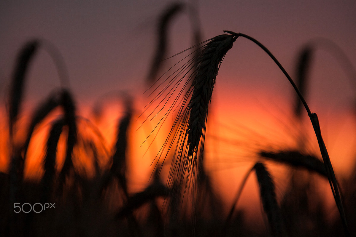 Canon EF 28-300mm F3.5-5.6L IS USM sample photo. Sunset over the ears photography