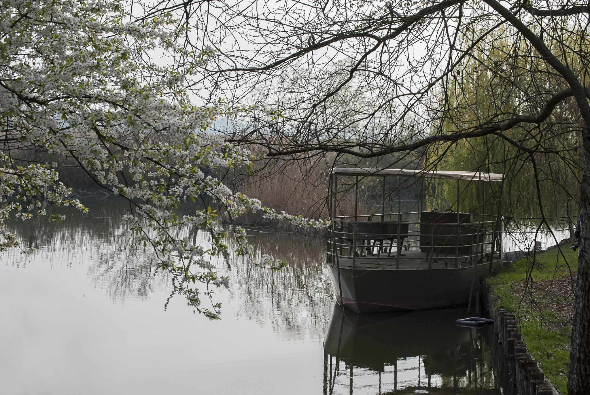 Nikon D3000 sample photo. In love  photography