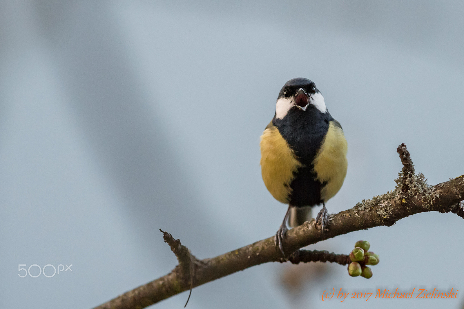 Nikon AF-S Nikkor 400mm F2.8G ED VR II sample photo. Kohlmeise parus major photography