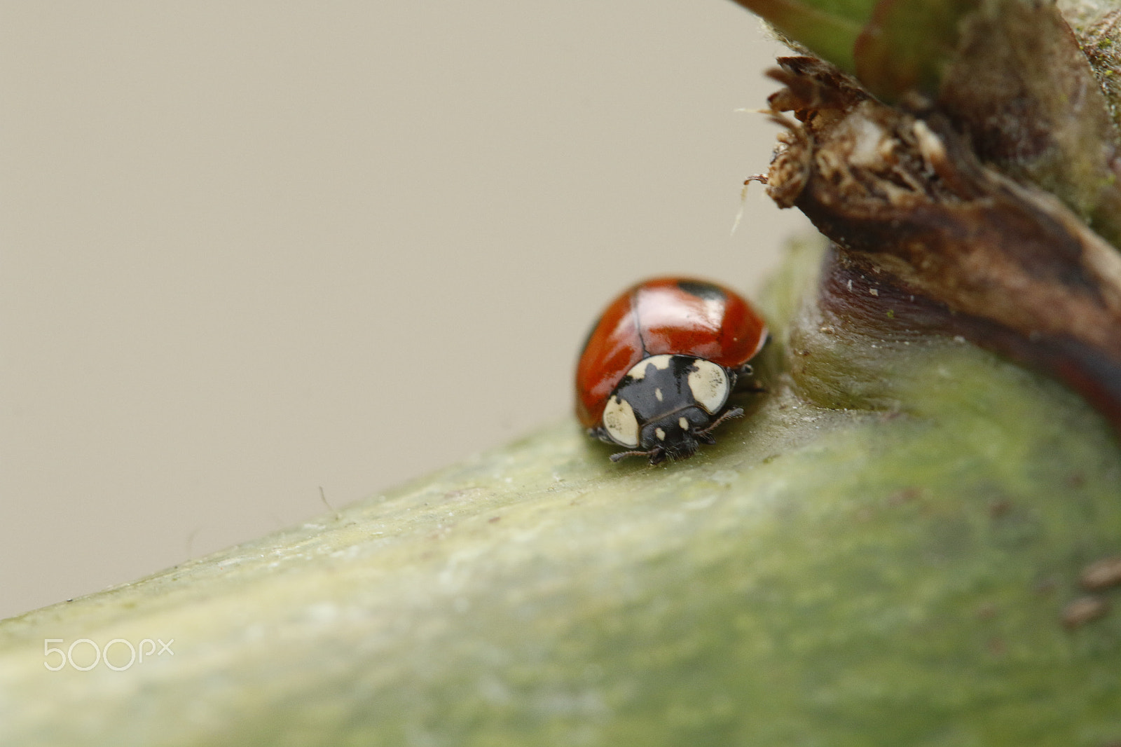 Sigma APO Macro 180mm F2.8 EX DG OS HSM sample photo. Lady bug or coccinellidae in macro photography