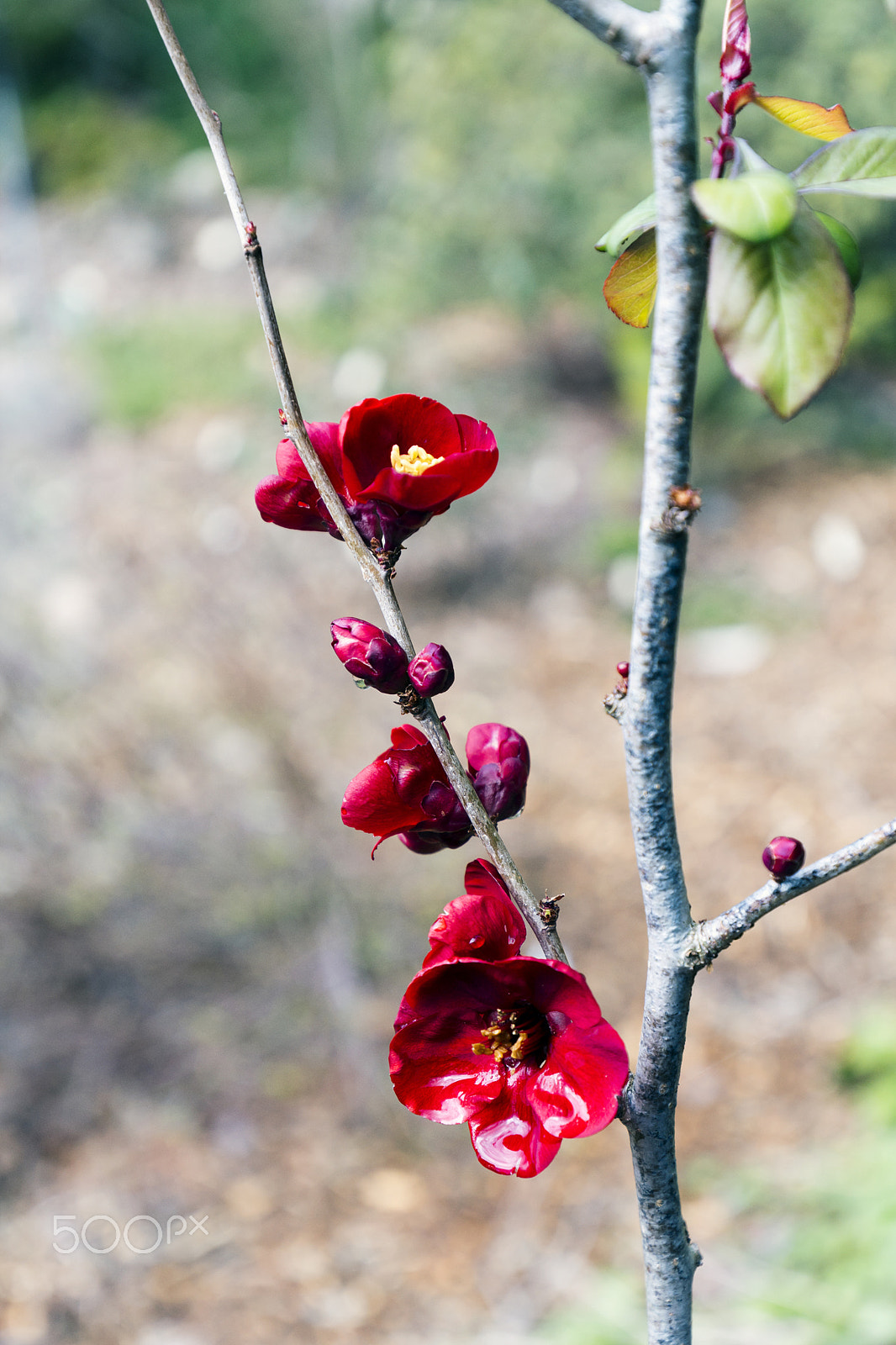 Sony a6300 + Canon EF 16-35mm F4L IS USM sample photo. Chaenomeles japonica maule's quince photography