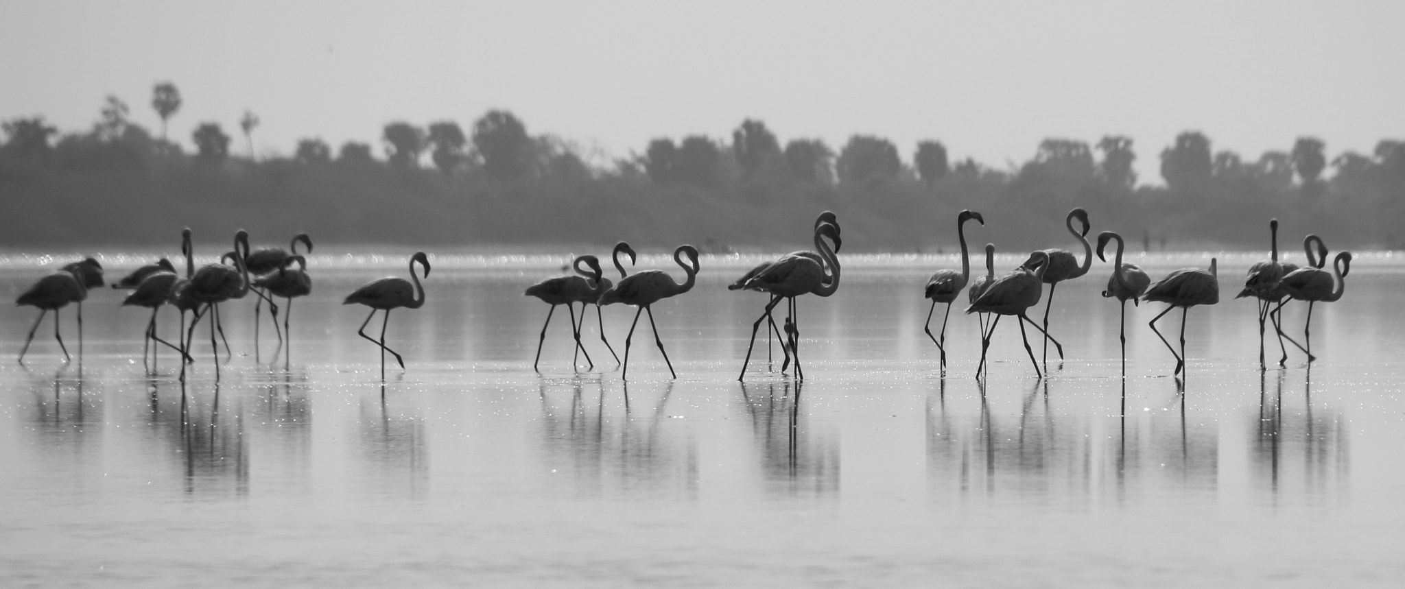 Canon EOS 70D sample photo. Flamingo's parade !!  photography