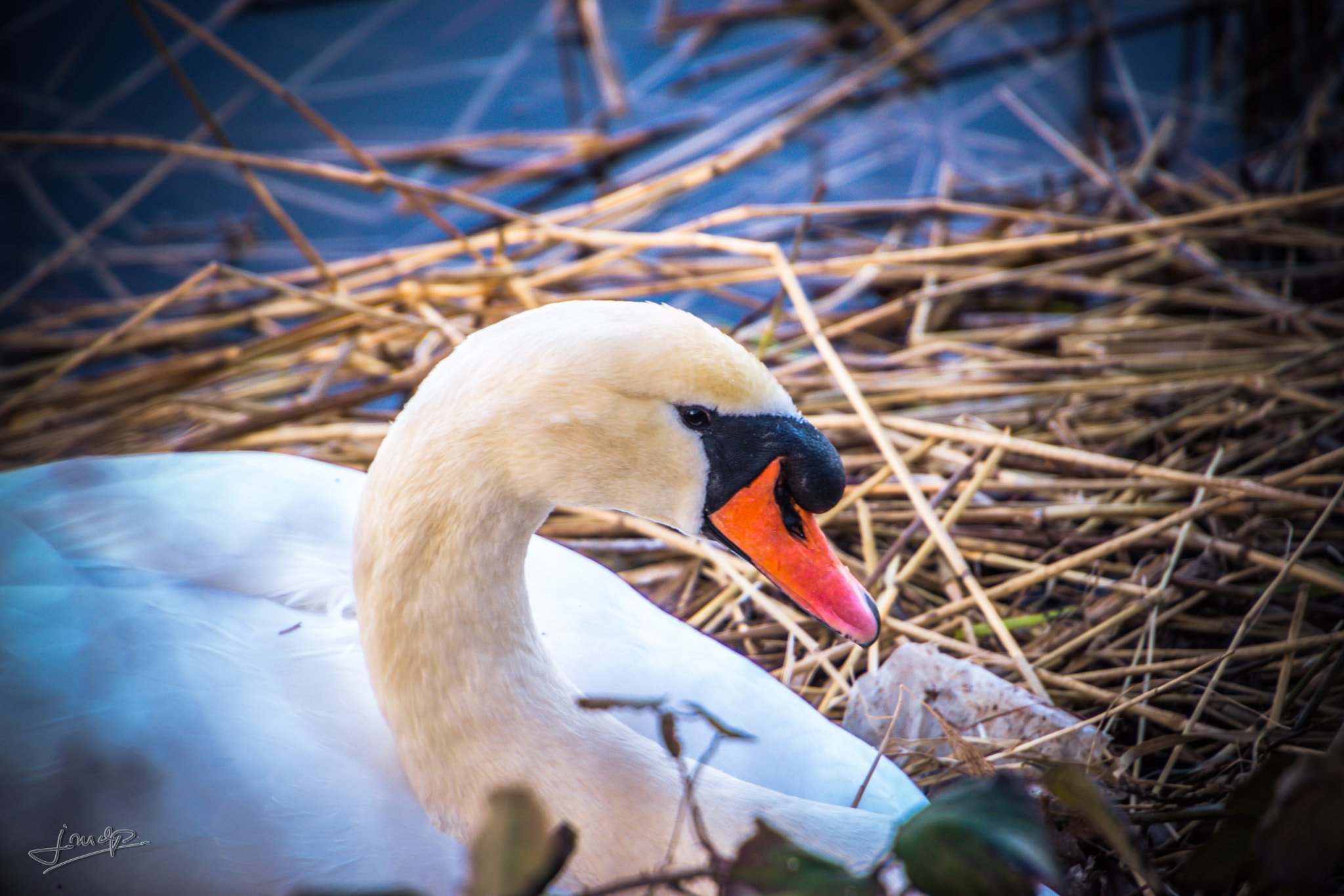 Sony ILCA-77M2 + Tamron 16-300mm F3.5-6.3 Di II VC PZD Macro sample photo. Cygne photography